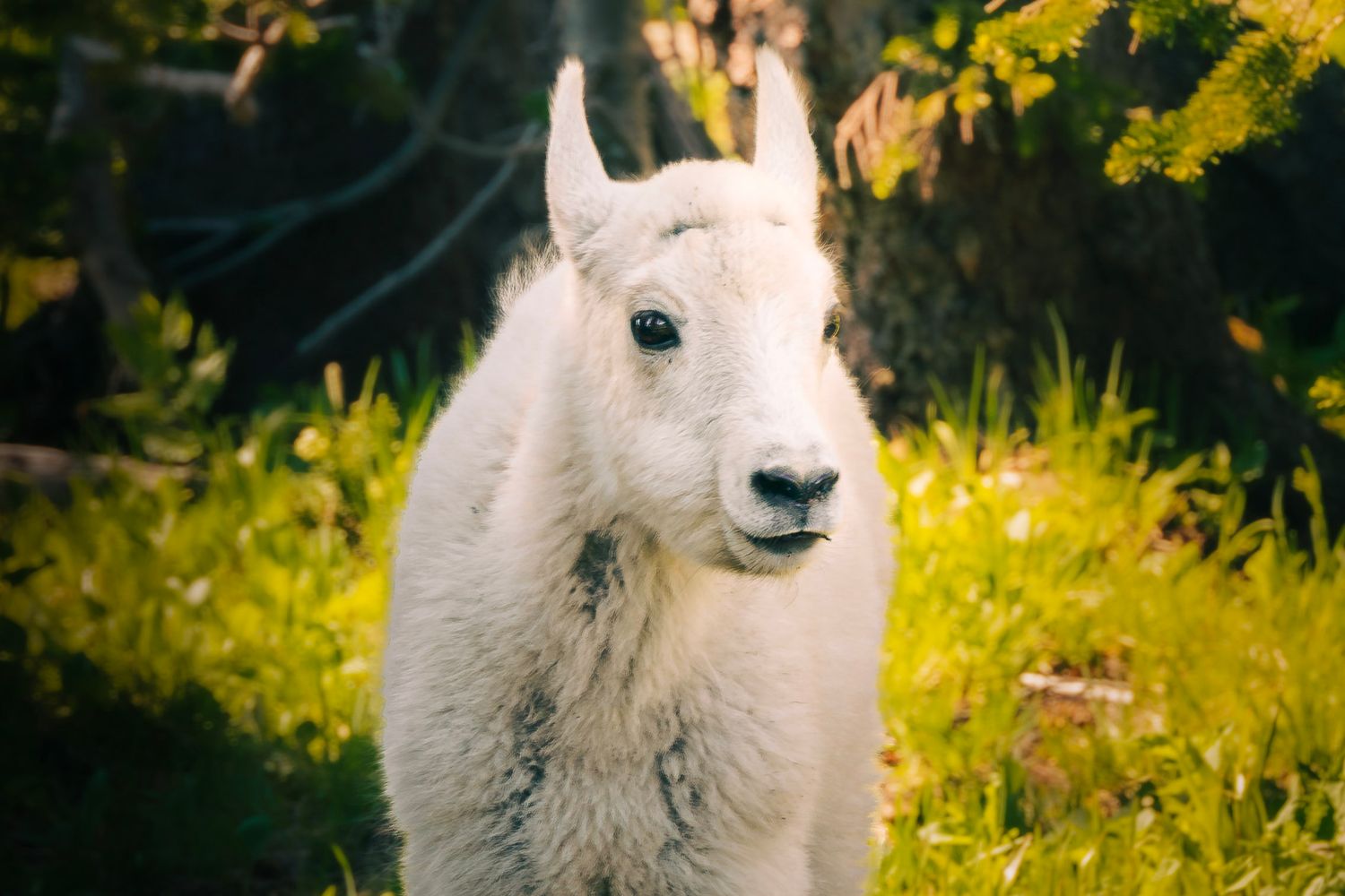 A white mountain goat with curved horns stands in a lush green meadow on a sunny day.