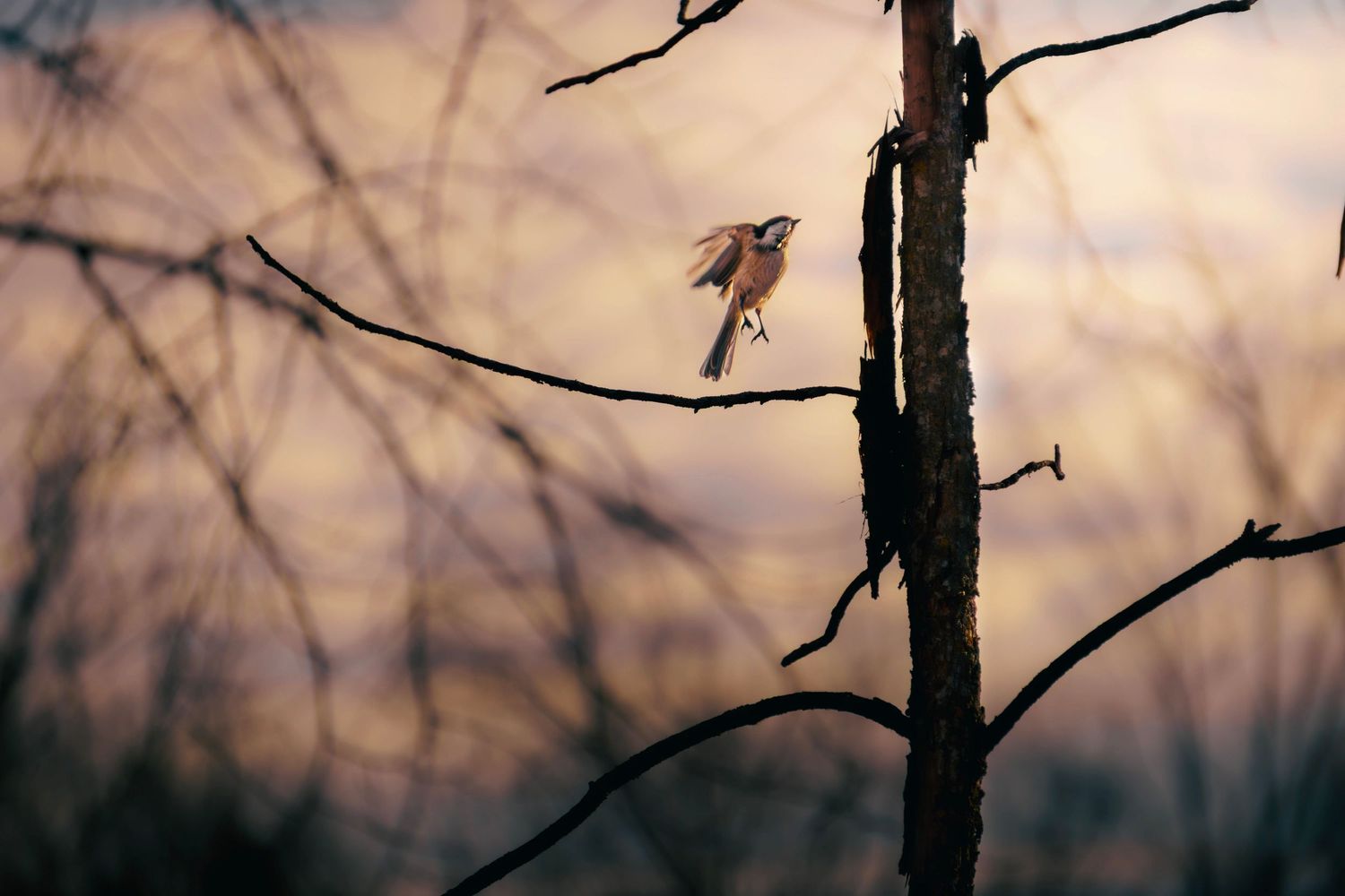 A small bird perches on a bare tree branch silhouetted against a moody sunset sky.