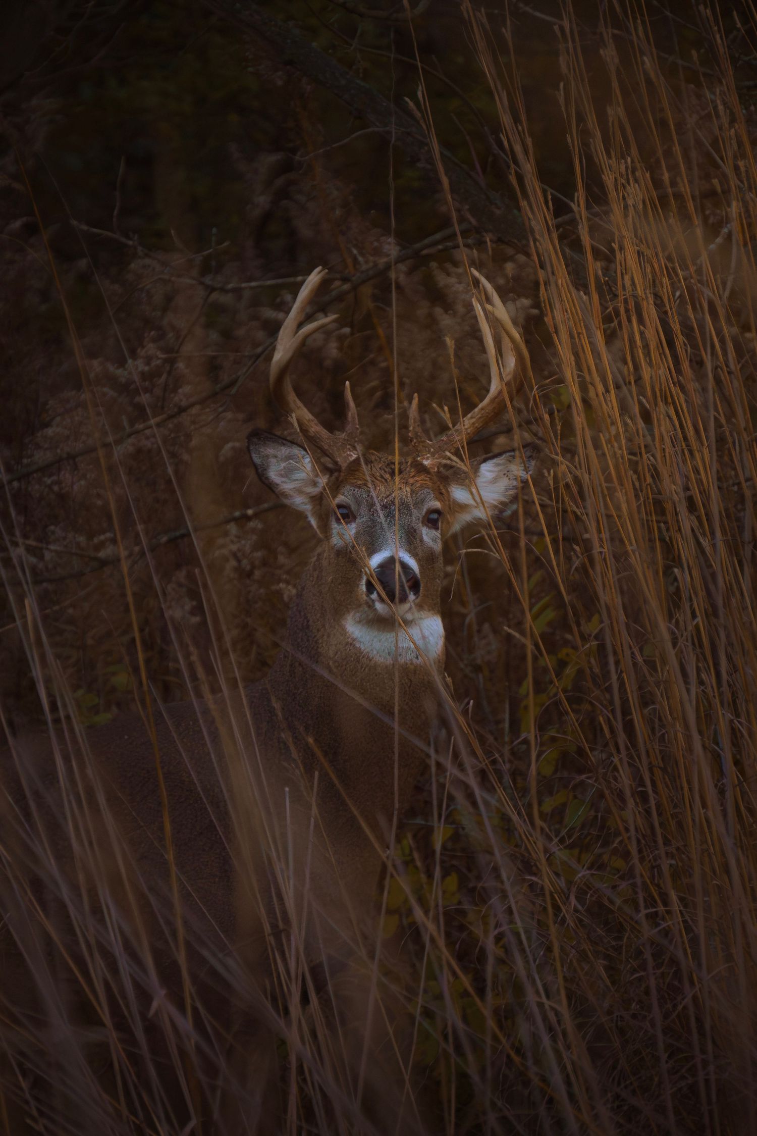 A whitetail deer peers through tall brown grass and brush in a dark forest setting.