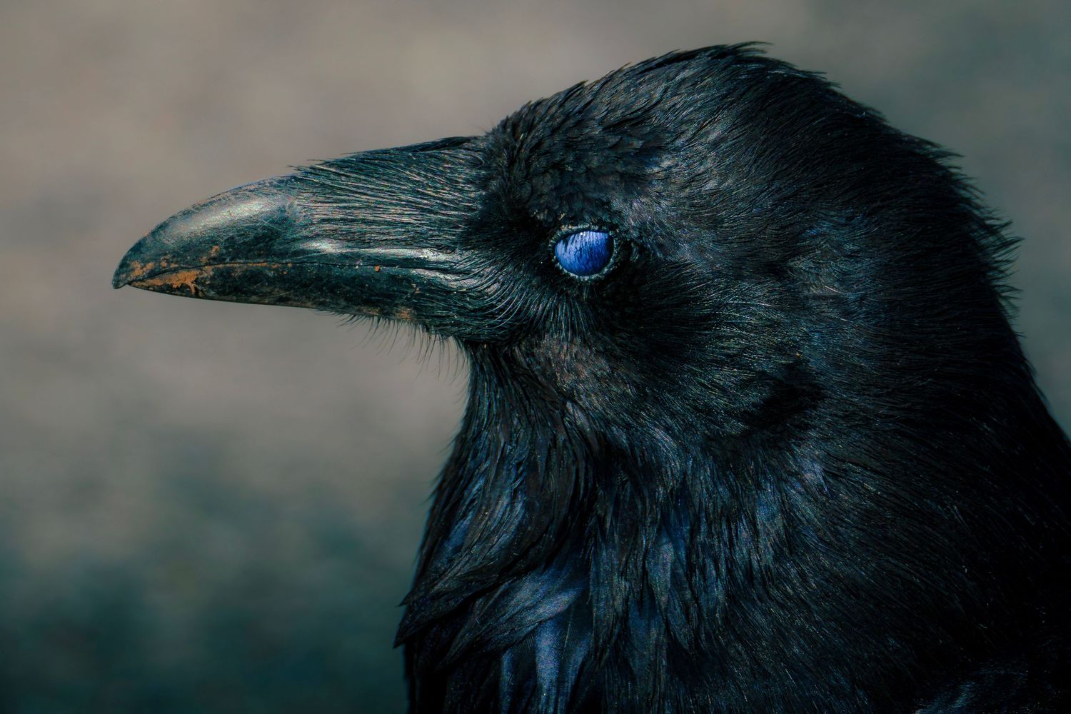 Close-up portrait of a black raven with glossy feathers and a striking blue eye against a dark background.