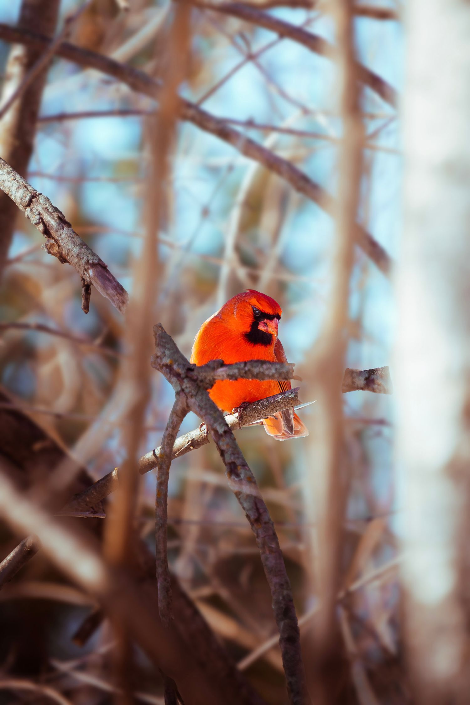 A bright red Northern Cardinal perched among bare winter branches in a soft, bokeh-blurred forest setting.