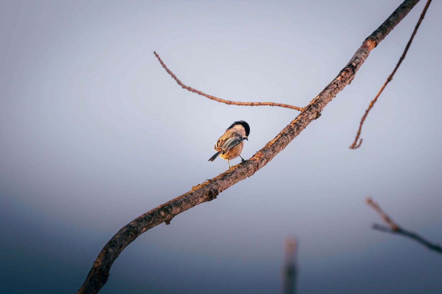 A sparrow perches delicately on a bare winter branch against a soft, misty blue background.
