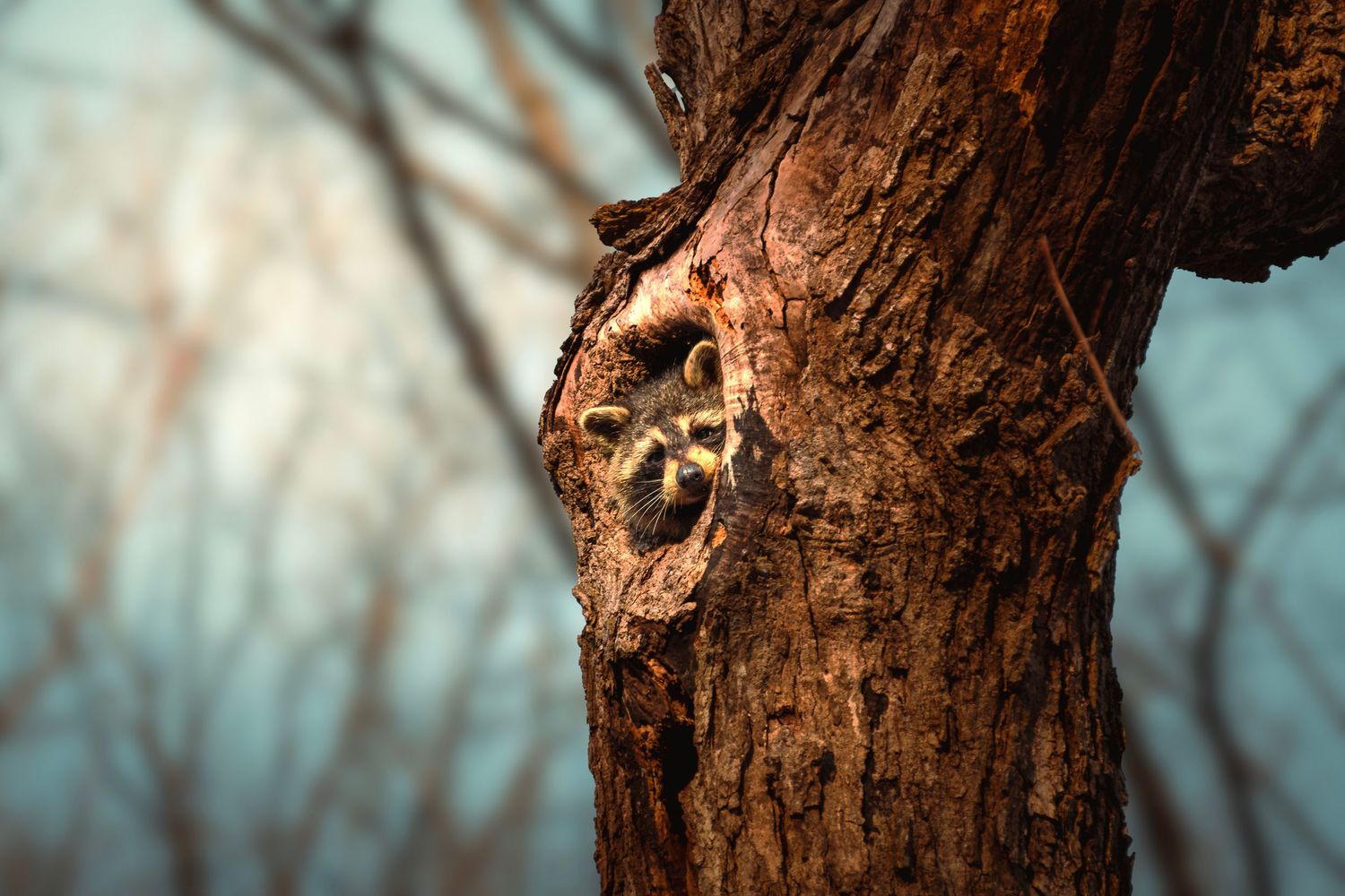 A raccoon peers curiously from a hollow in a weathered tree trunk, surrounded by bare winter branches.