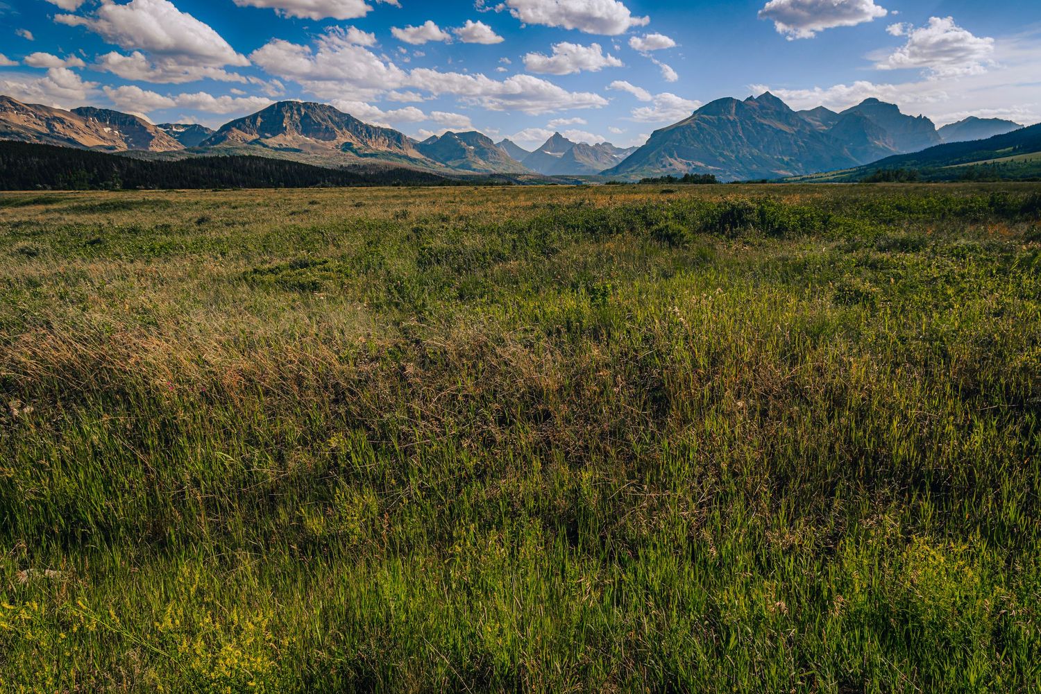 Rolling grasslands stretch toward distant mountains under a blue sky dotted with puffy white clouds in Montana.