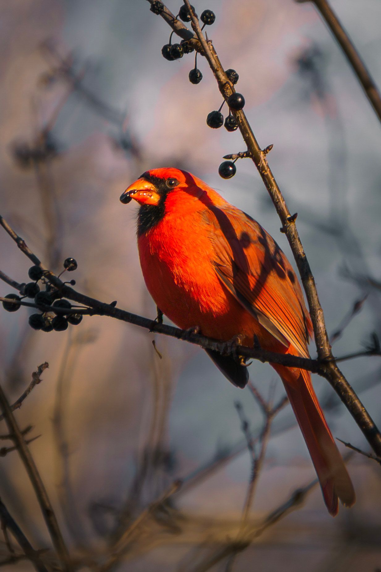 A vibrant red Northern Cardinal perches on a dark branch with berries during winter twilight.