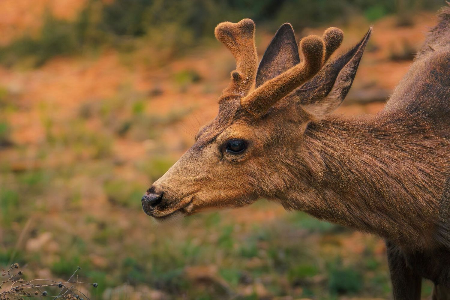 Close-up profile of a young deer with velvet antlers in a natural outdoor setting.