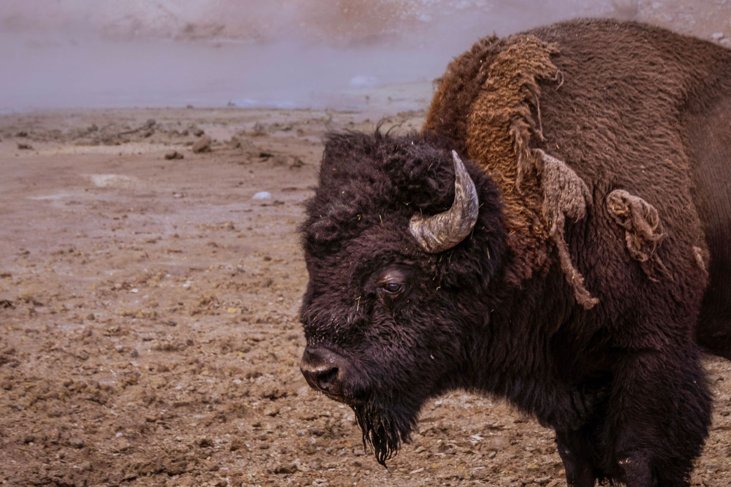 A group of American bison graze and roam across a dusty prairie landscape.