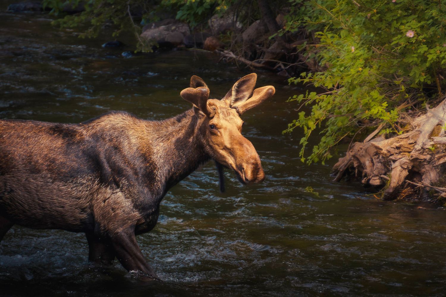 A large moose wades through a flowing river while drinking water in a scenic wilderness setting.