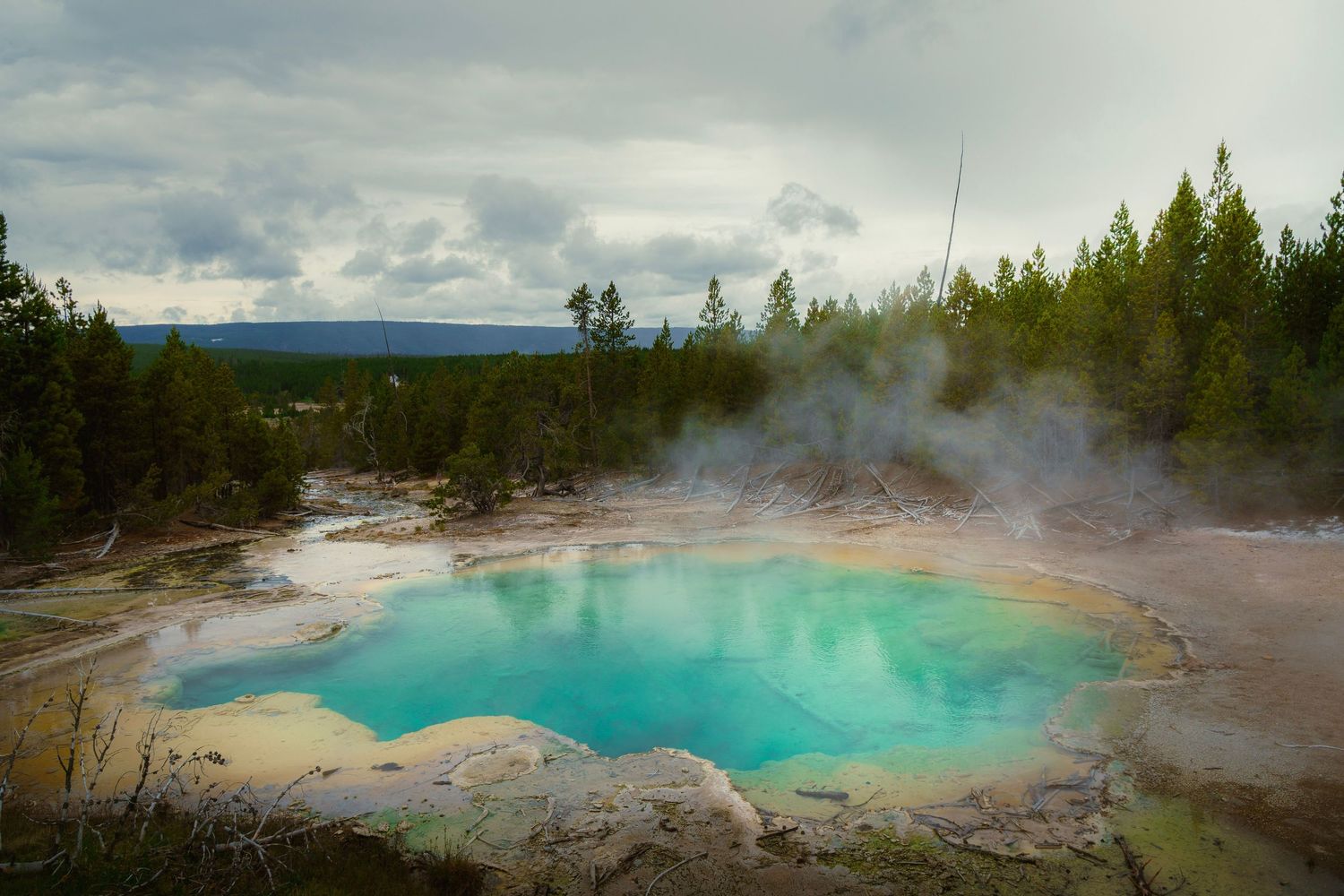 Steaming turquoise geothermal pools and geysers in Yellowstone National Park surrounded by evergreen forest and rising mist.