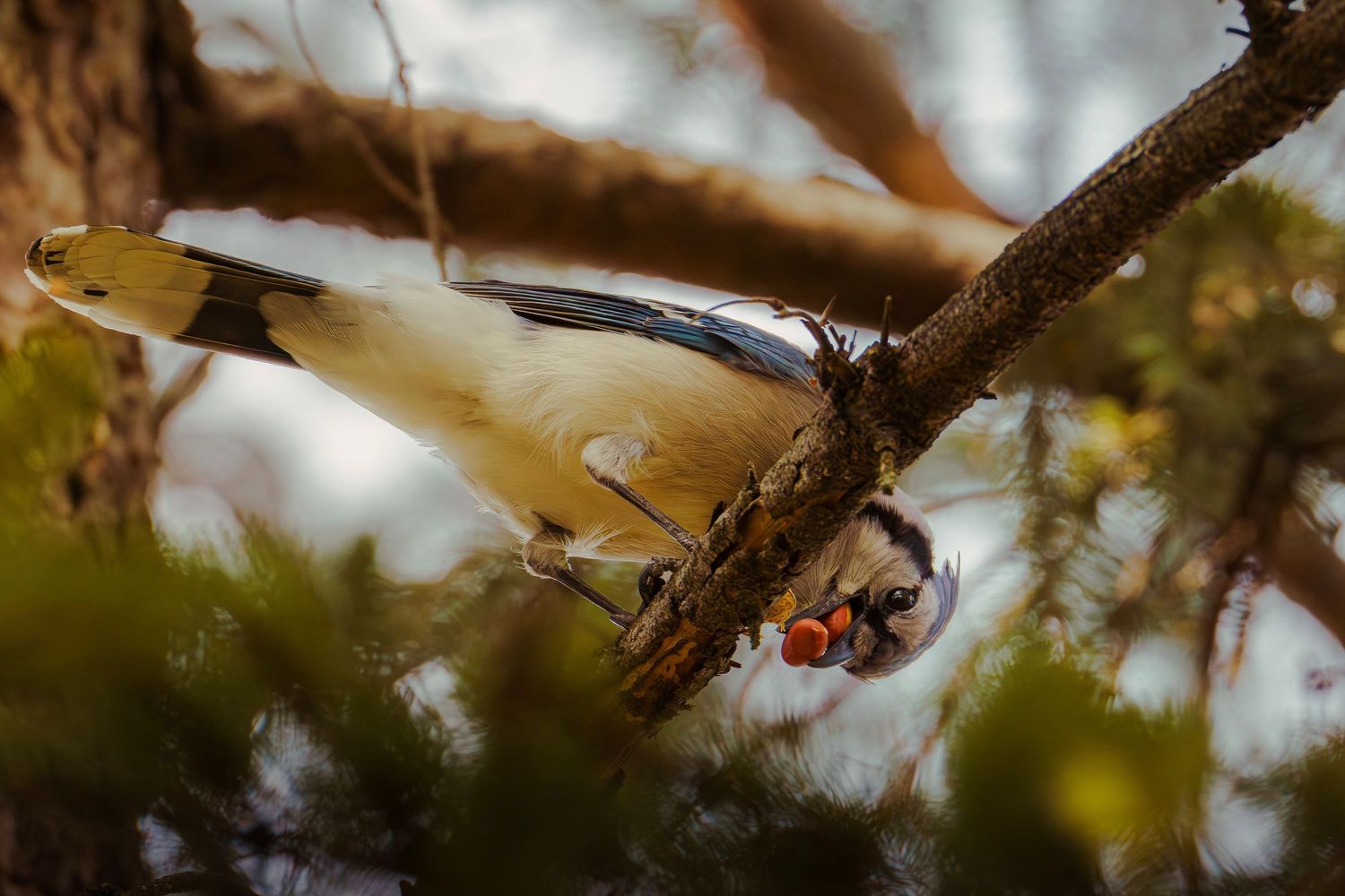 A yellow bird perched upside down on a tree branch, holding red berries in its beak among green foliage.