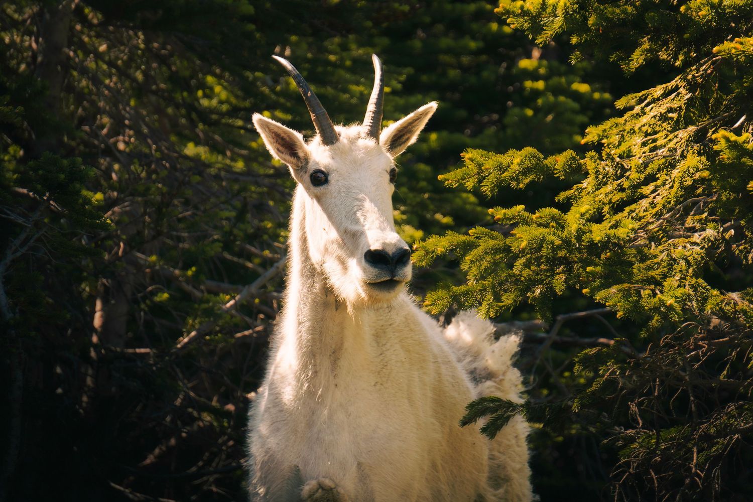 A mountain goat with white fur stands alert in front of green foliage in a natural outdoor setting.