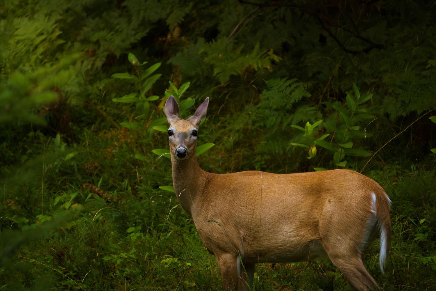 A deer stands alert in a lush green forest setting, its head turned to the side in a watchful pose.
