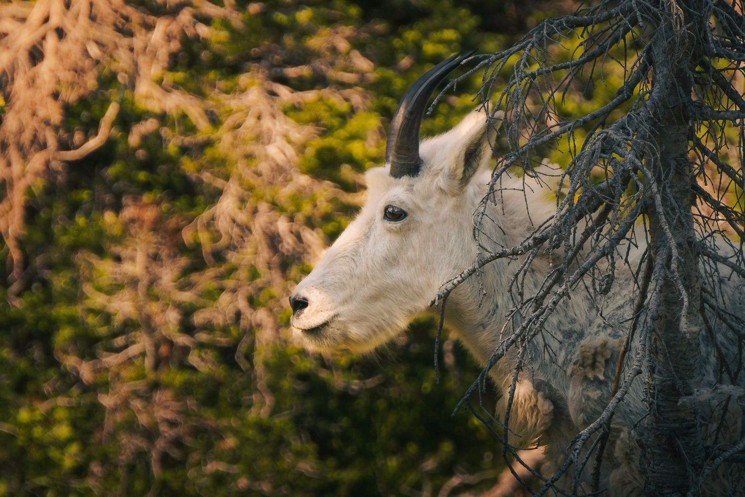 A majestic bighorn sheep stands alert against a blurred natural backdrop in the wilderness.
