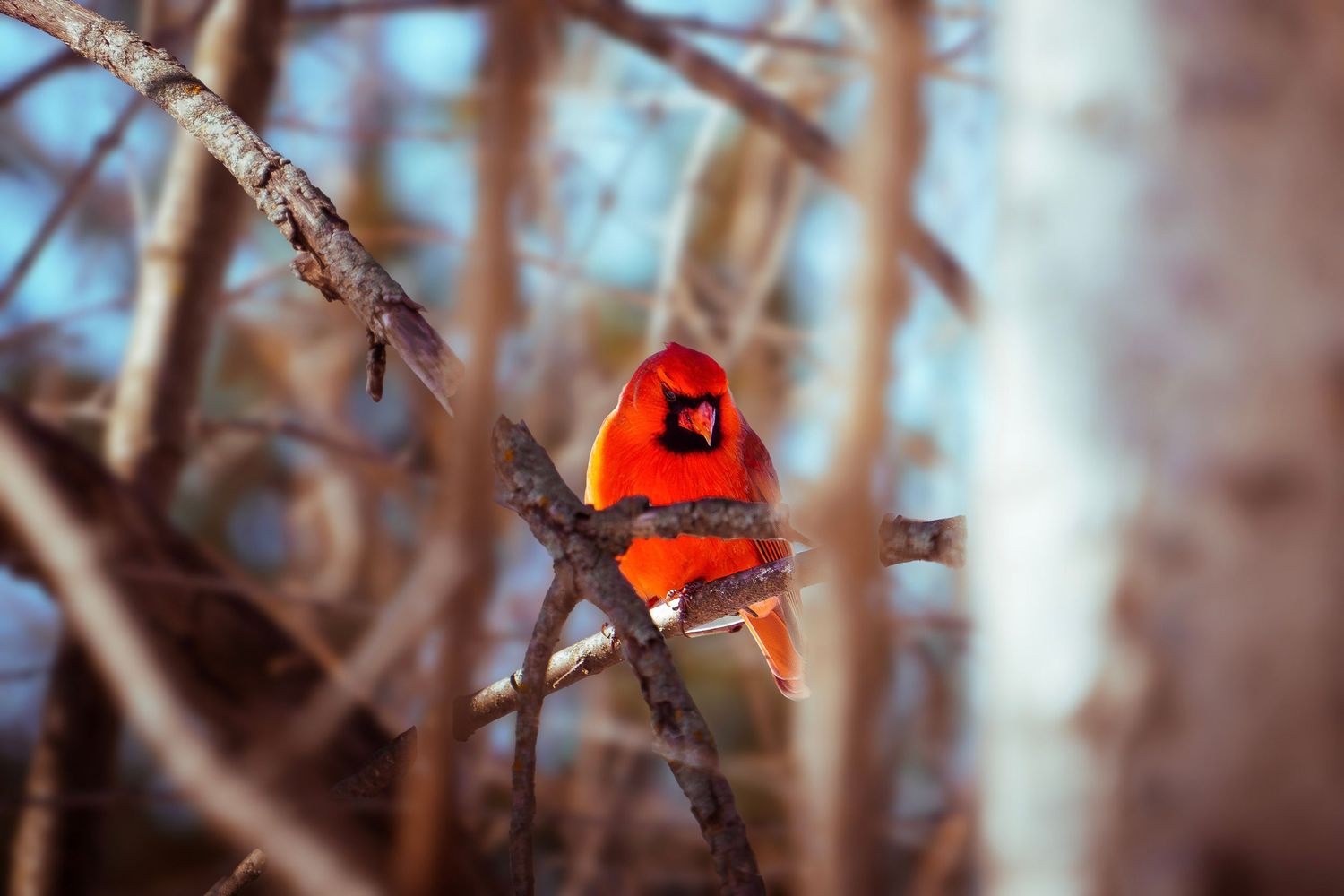 Vibrant red cardinal bird perched among delicate snow-covered tree branches in winter.