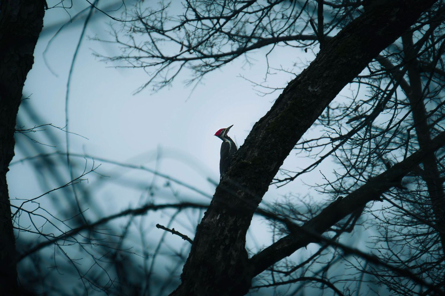 Dark silhouettes of bare tree branches against a moody blue winter sky create an eerie atmospheric scene.