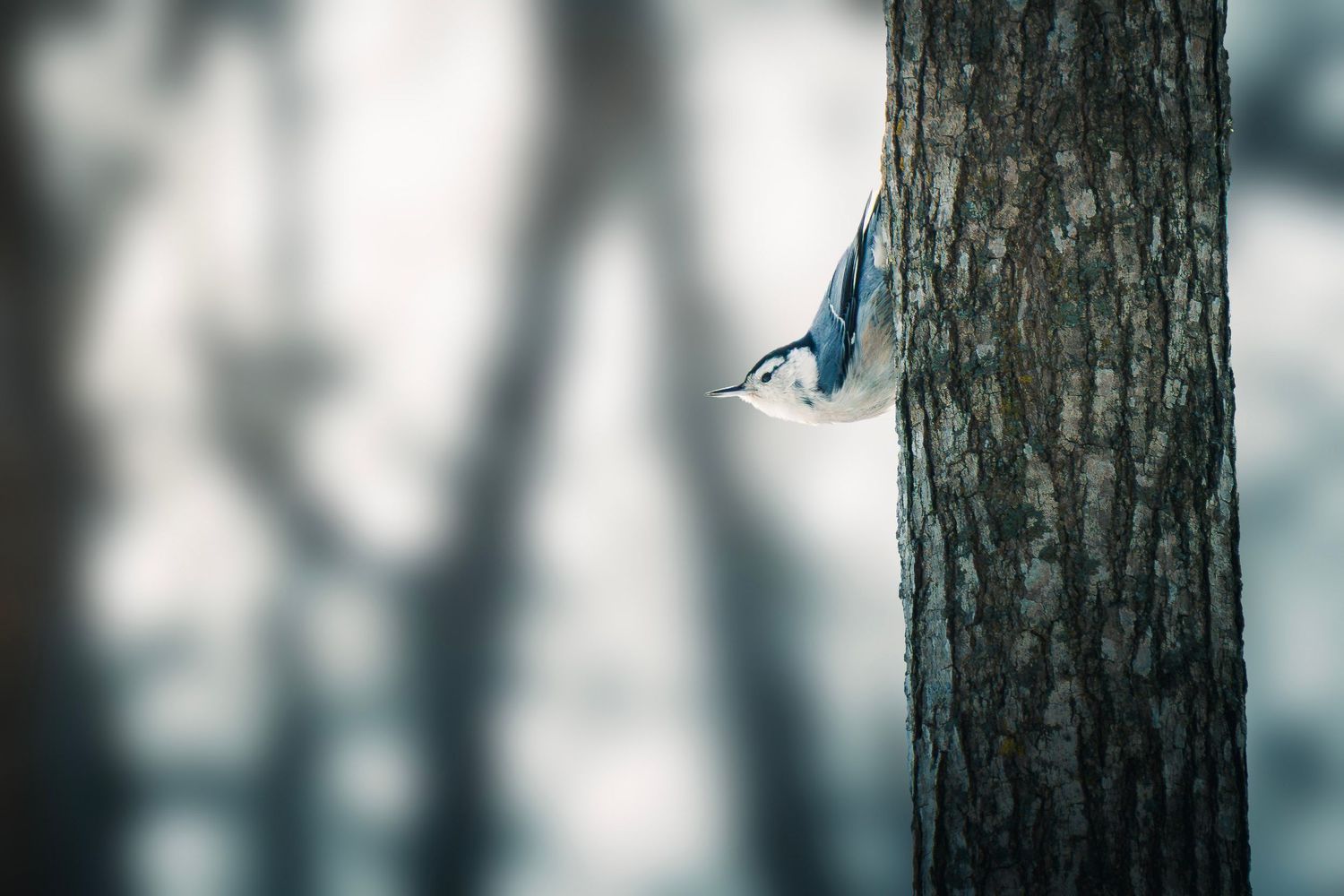 A white-breasted nuthatch perches vertically on a tree trunk against a soft blurred background.