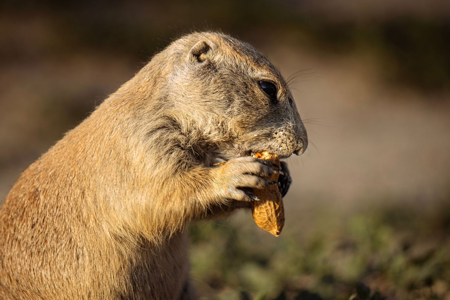 A prairie dog munches on food while sitting upright in natural habitat during golden hour lighting.