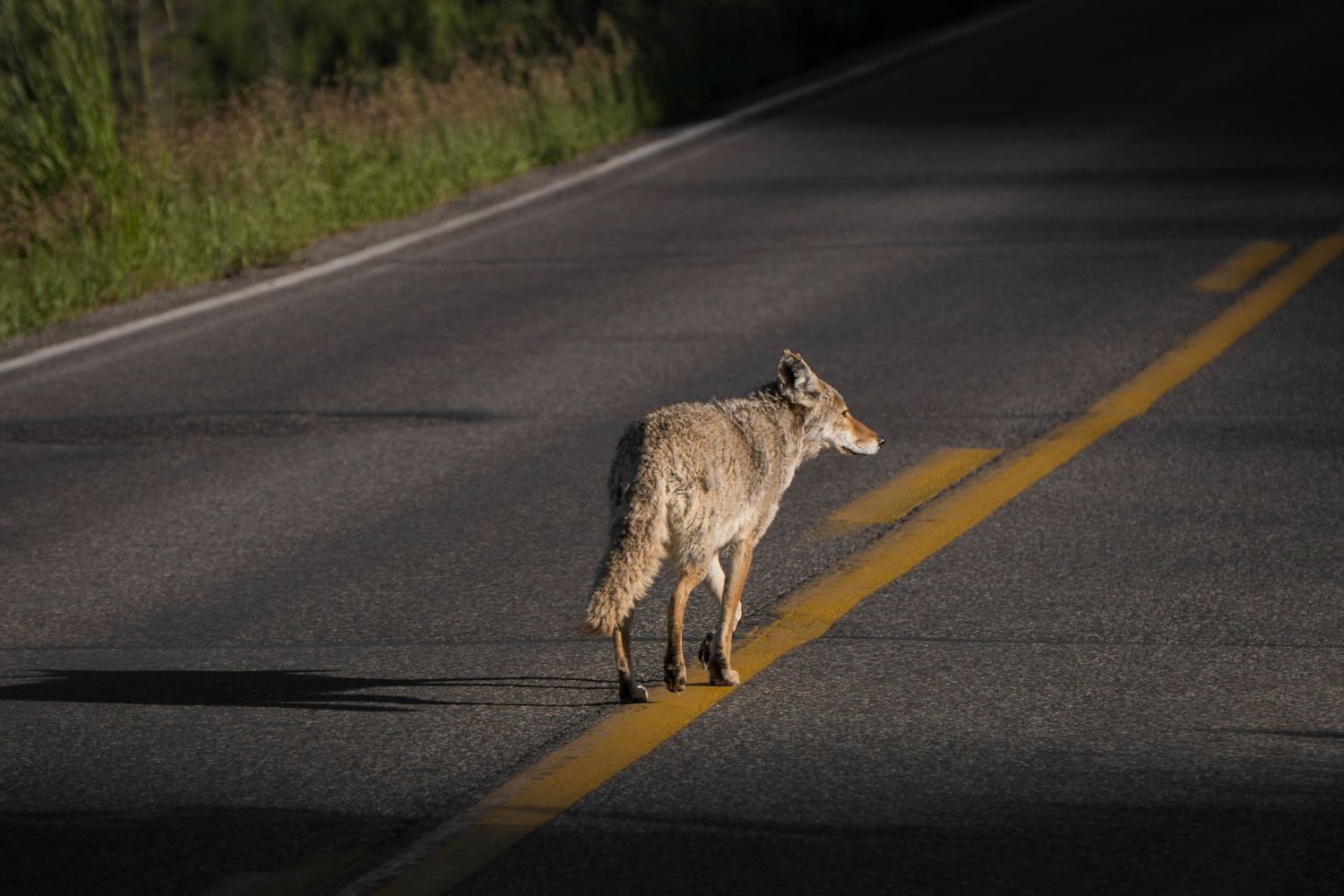 A coyote cautiously crosses a paved road in a sequence of seven photos showing its movement from left to right.