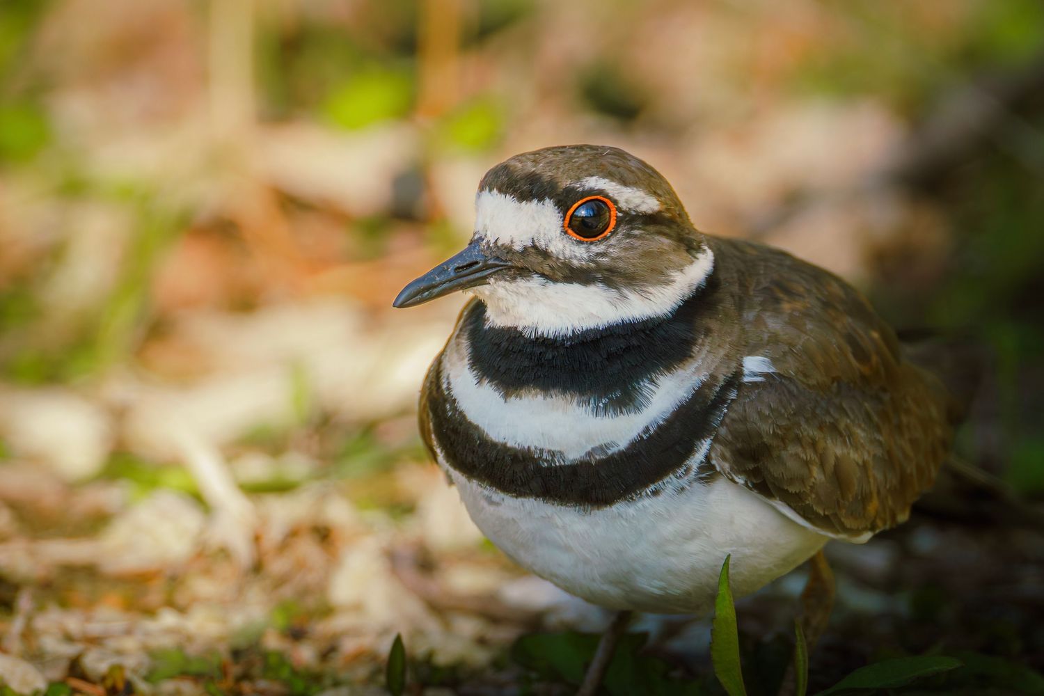 Close-up of a killdeer bird with distinctive brown and white plumage standing on grass.