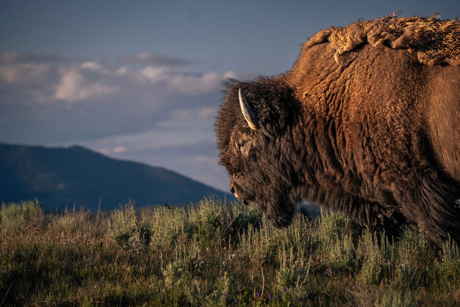 Panoramic series of brown bison grazing in tall grass with mountains and cloudy skies in the background.