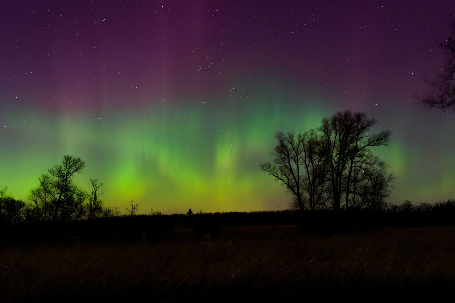 Vibrant green aurora borealis dances across the night sky above silhouetted trees in a stunning northern lights display.