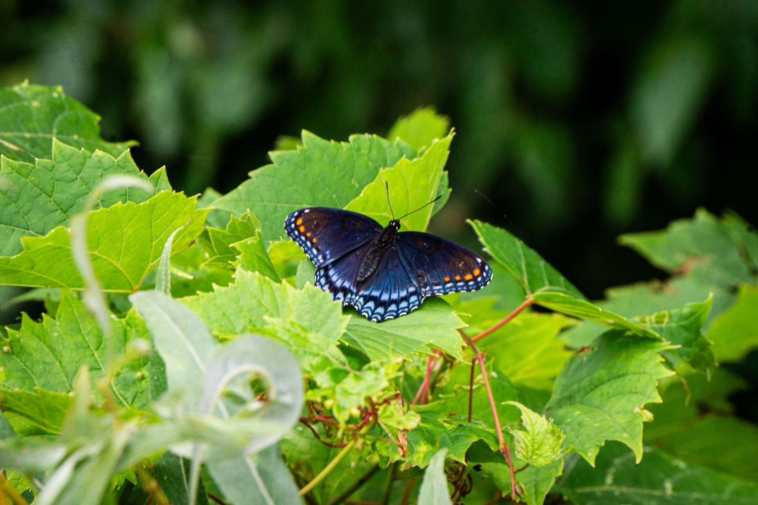 A vibrant Red-spotted Purple butterfly perches delicately on bright green grape vine leaves in a garden setting.