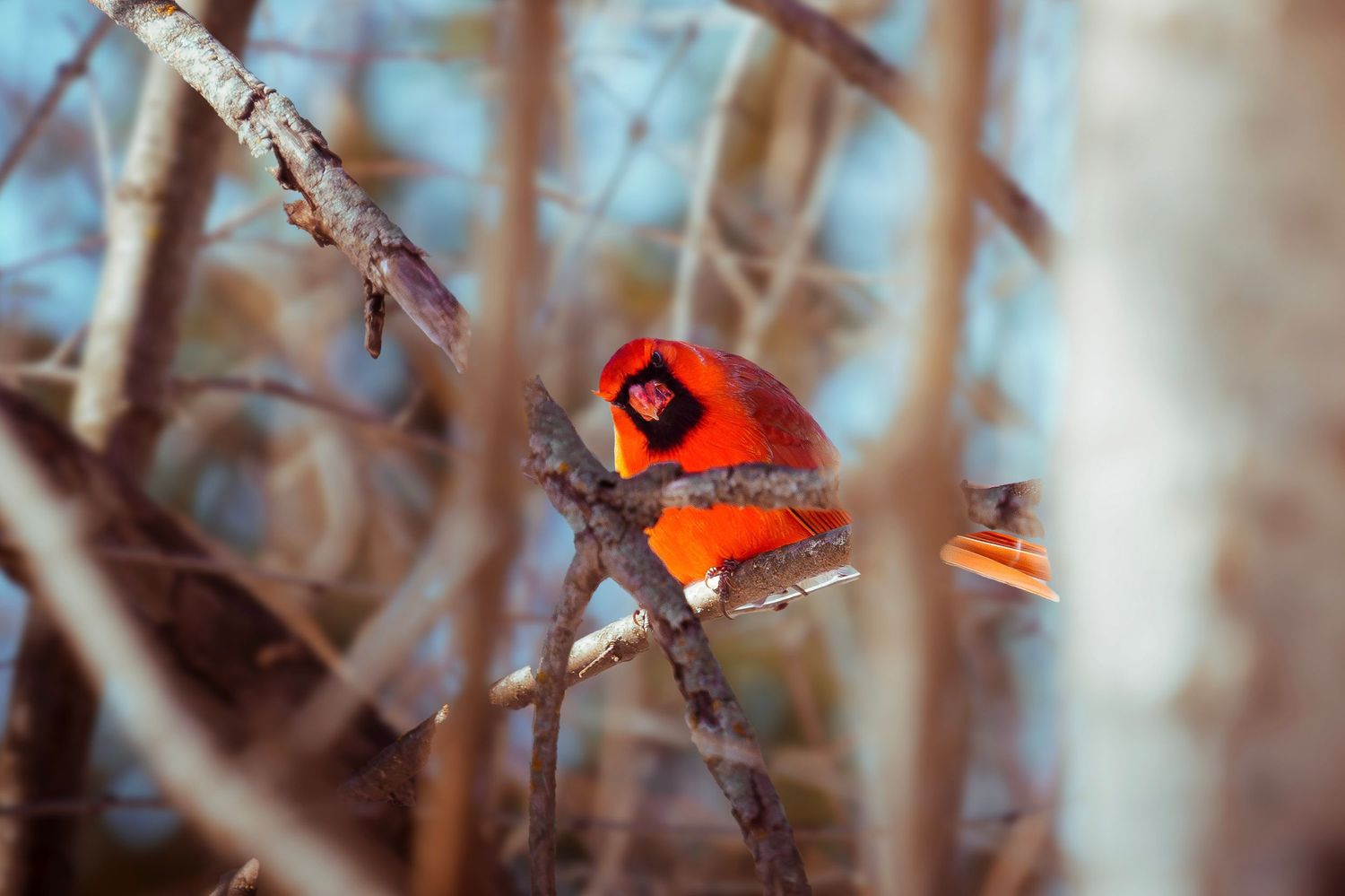 A bright red Northern Cardinal perches on a bare winter branch against a soft blue background.