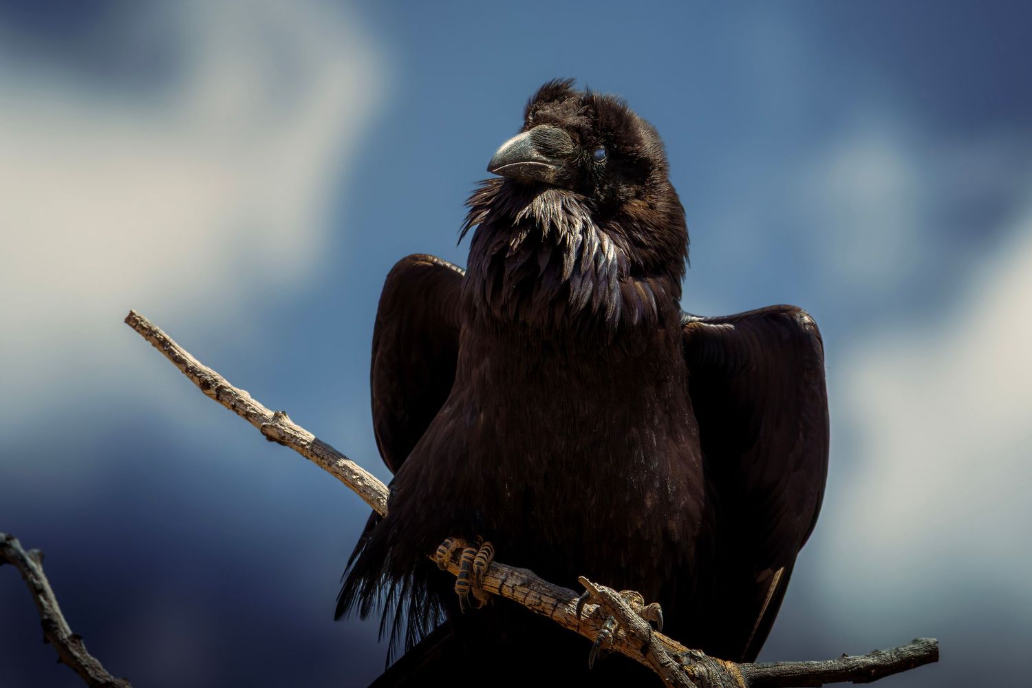 A dark raven perched on a branch against a cloudy blue sky, with ruffled feathers and a sharp curved beak.