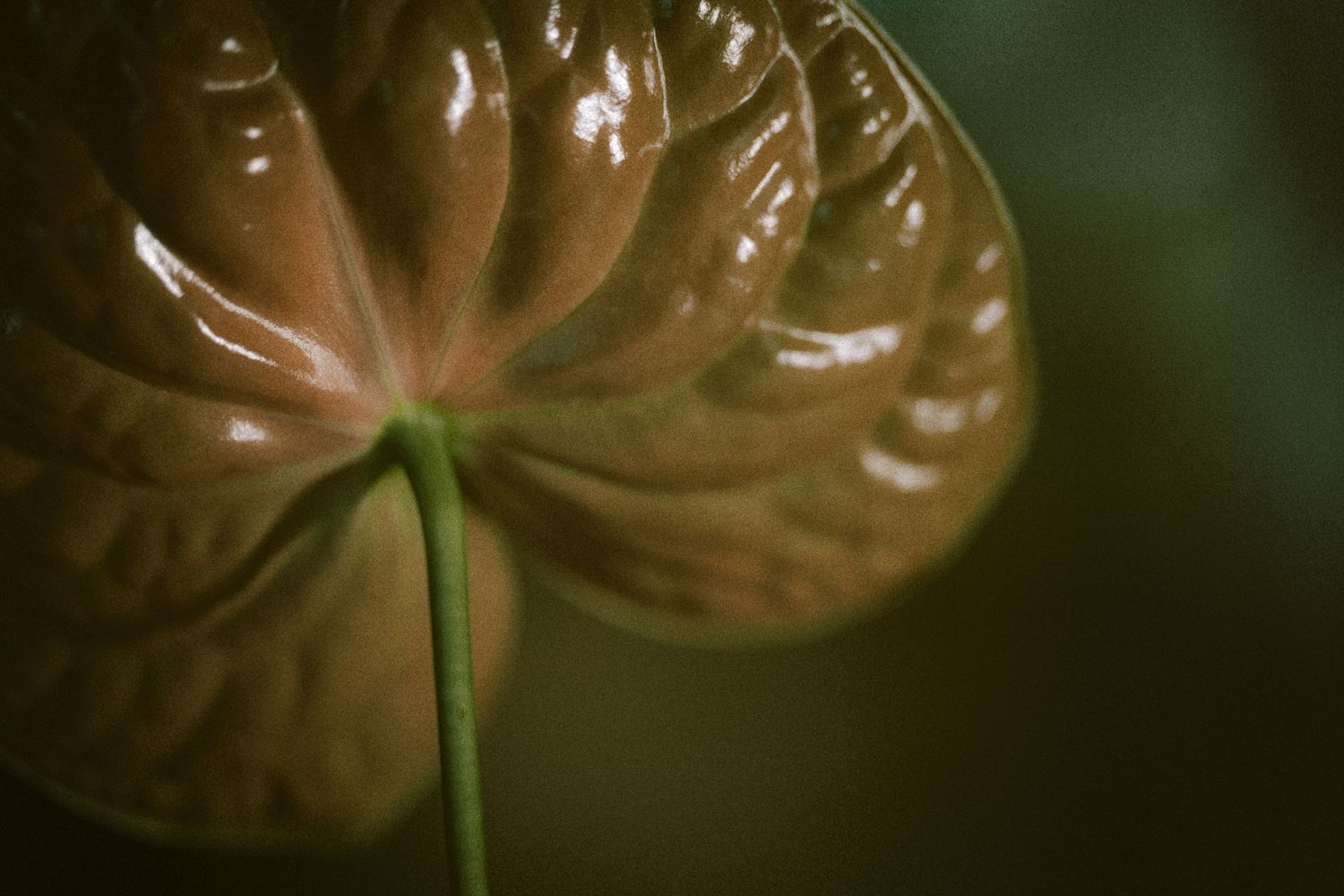 Close-up of a glossy brown anthurium leaf with intricate veins on a dark green background.