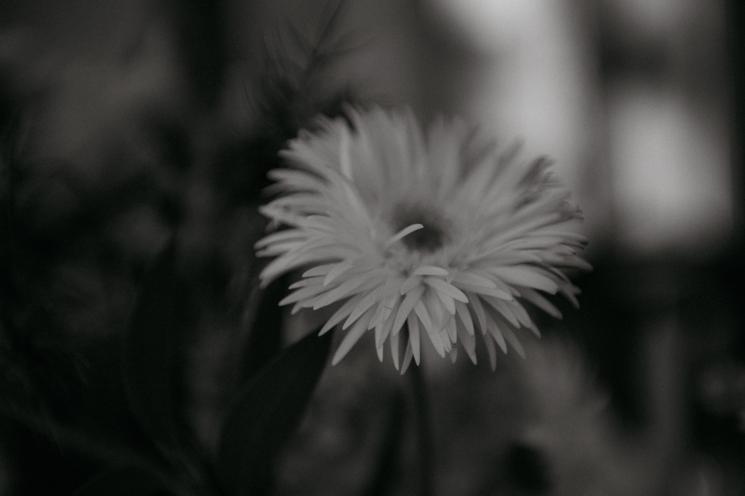 Black and white macro photograph of a daisy flower with delicate petals against a dark background.