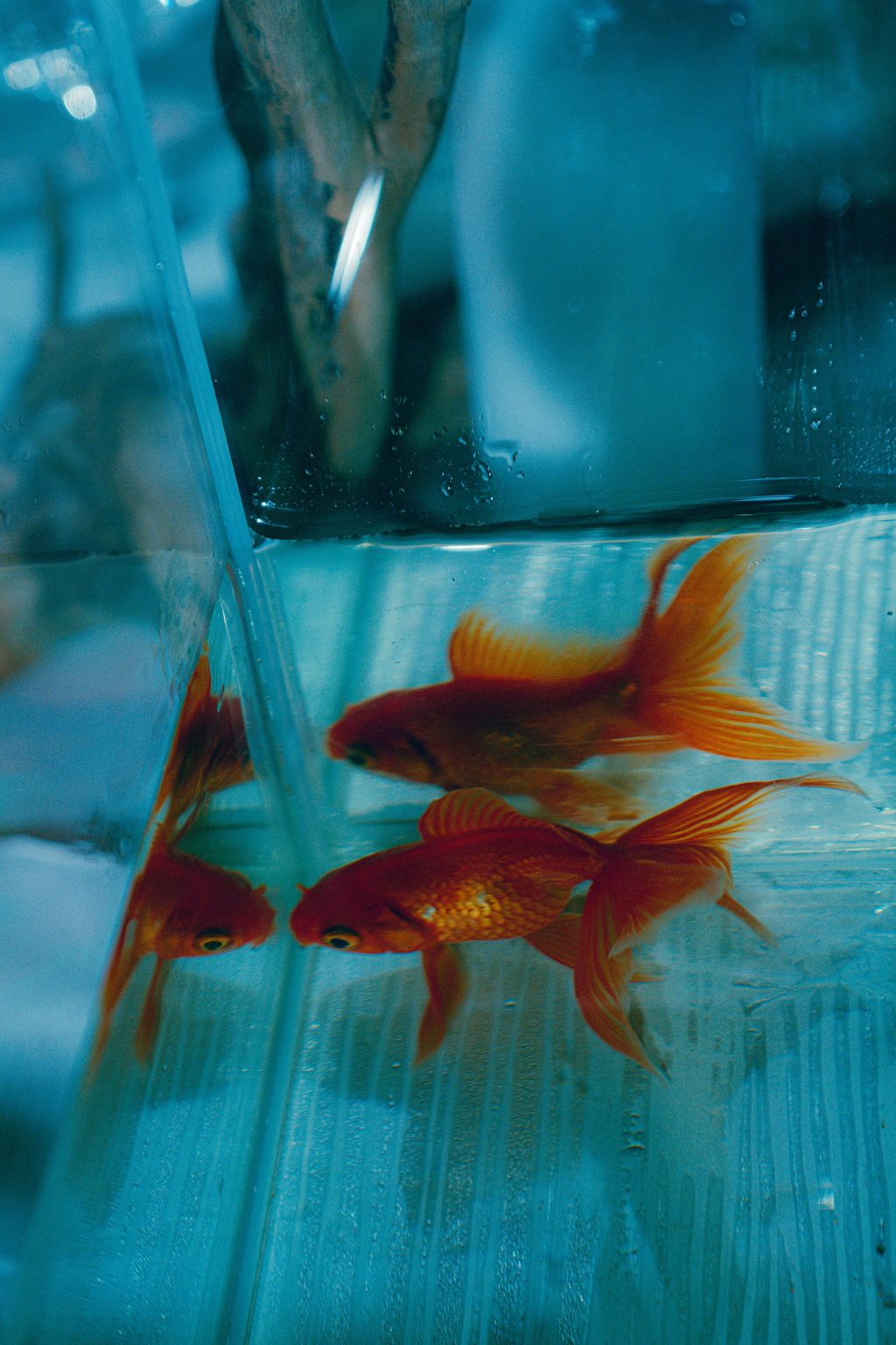 Three vibrant orange goldfish swim gracefully in a clear blue aquarium tank.