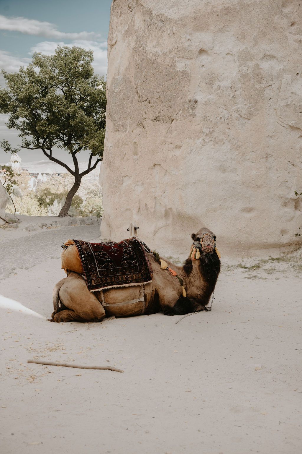A decorated camel resting on sandy ground beside a stone wall with a tree in the background.