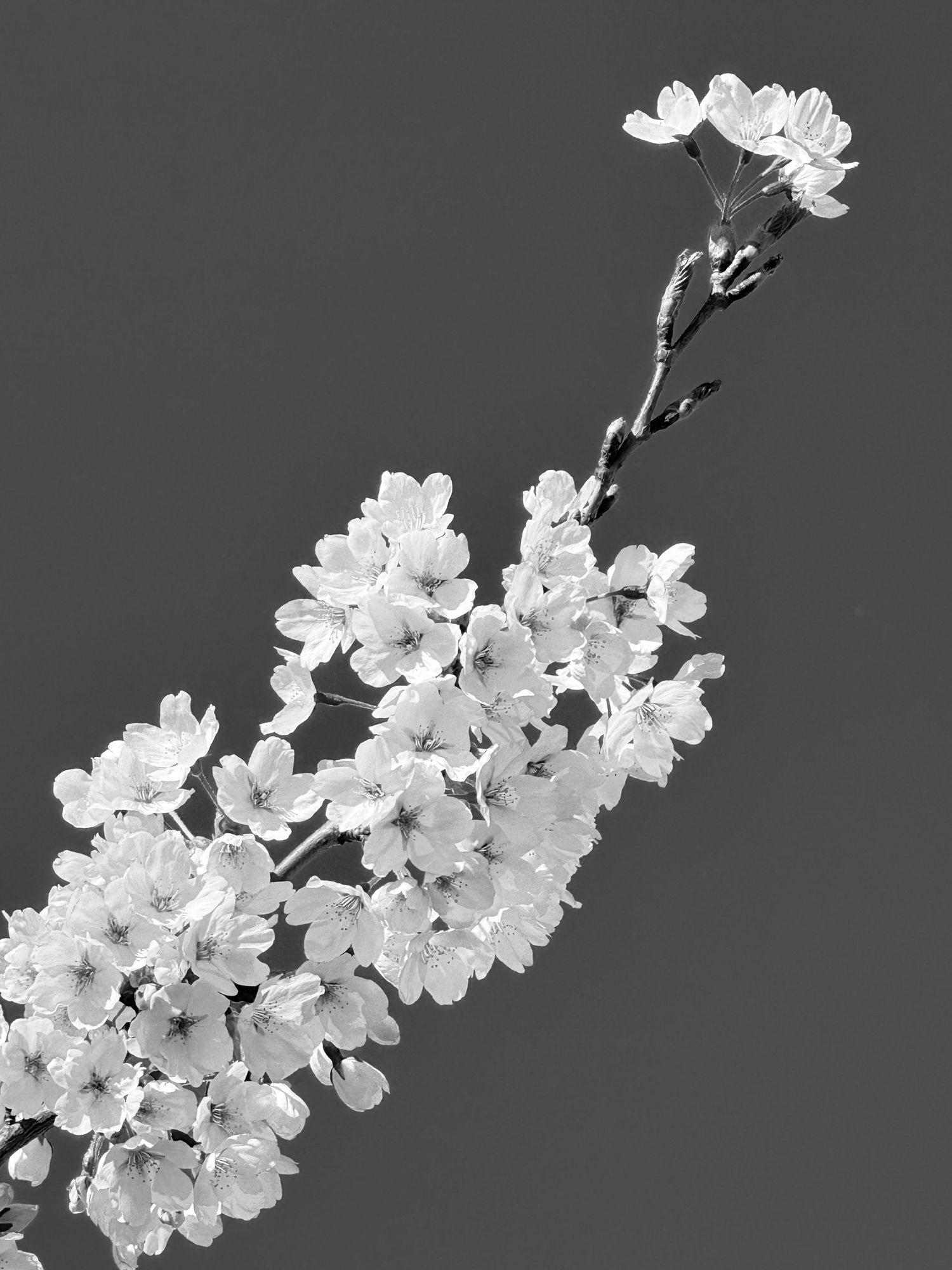Elegant black and white photo of a cherry blossom branch covered in white flowers against a gray background.