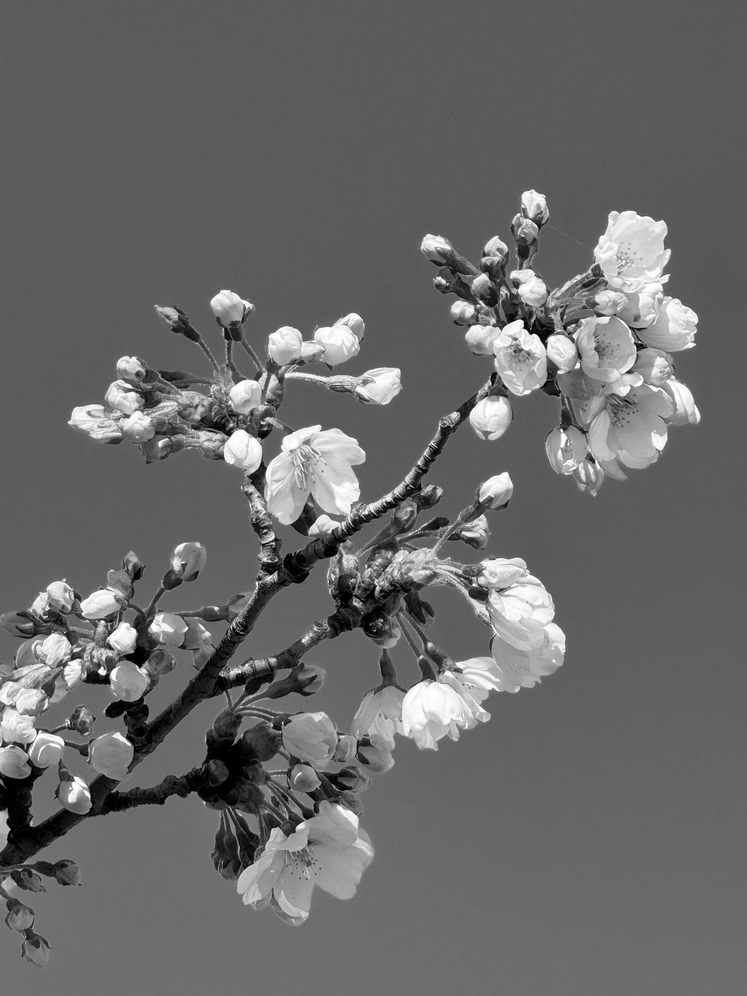Black and white close-up of cherry blossom branch with delicate white flowers and buds against gray sky.