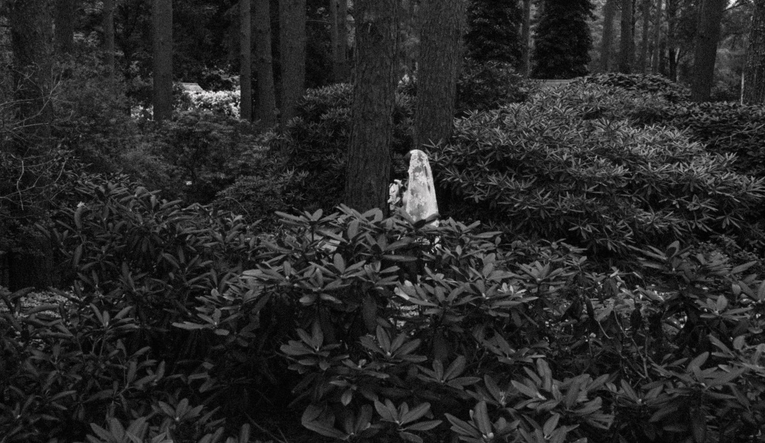 A small white figure stands among dense rhododendron bushes in a dark forest, captured in a moody black and white photograph.