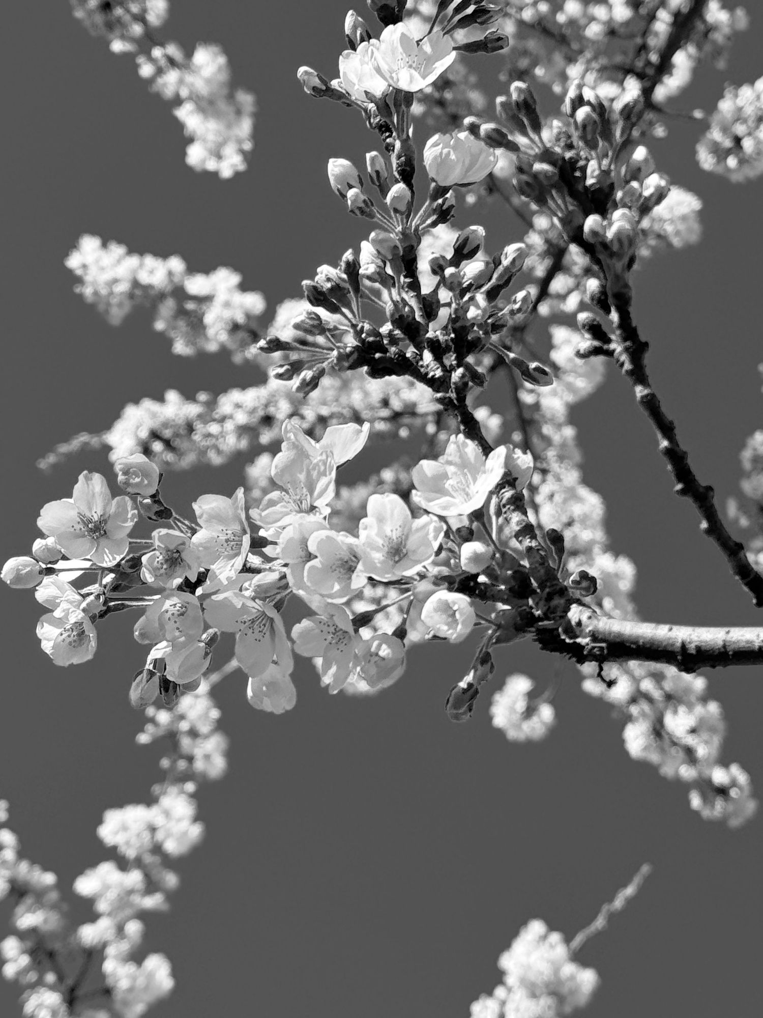 Black and white close-up of cherry blossom branches with delicate white flowers and buds against a gray sky.