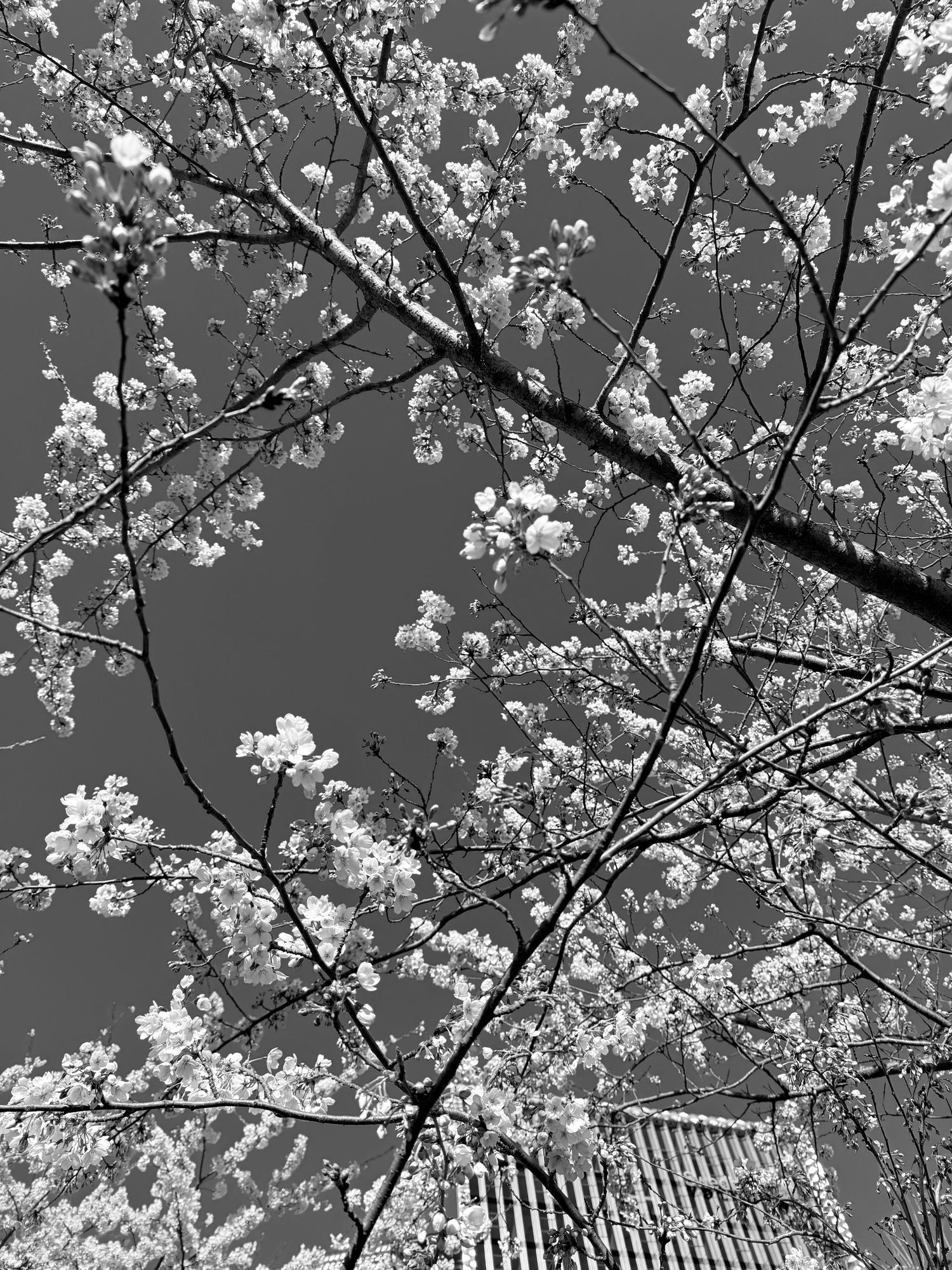 Black and white photo looking up through blooming cherry blossom tree branches against a gray sky.