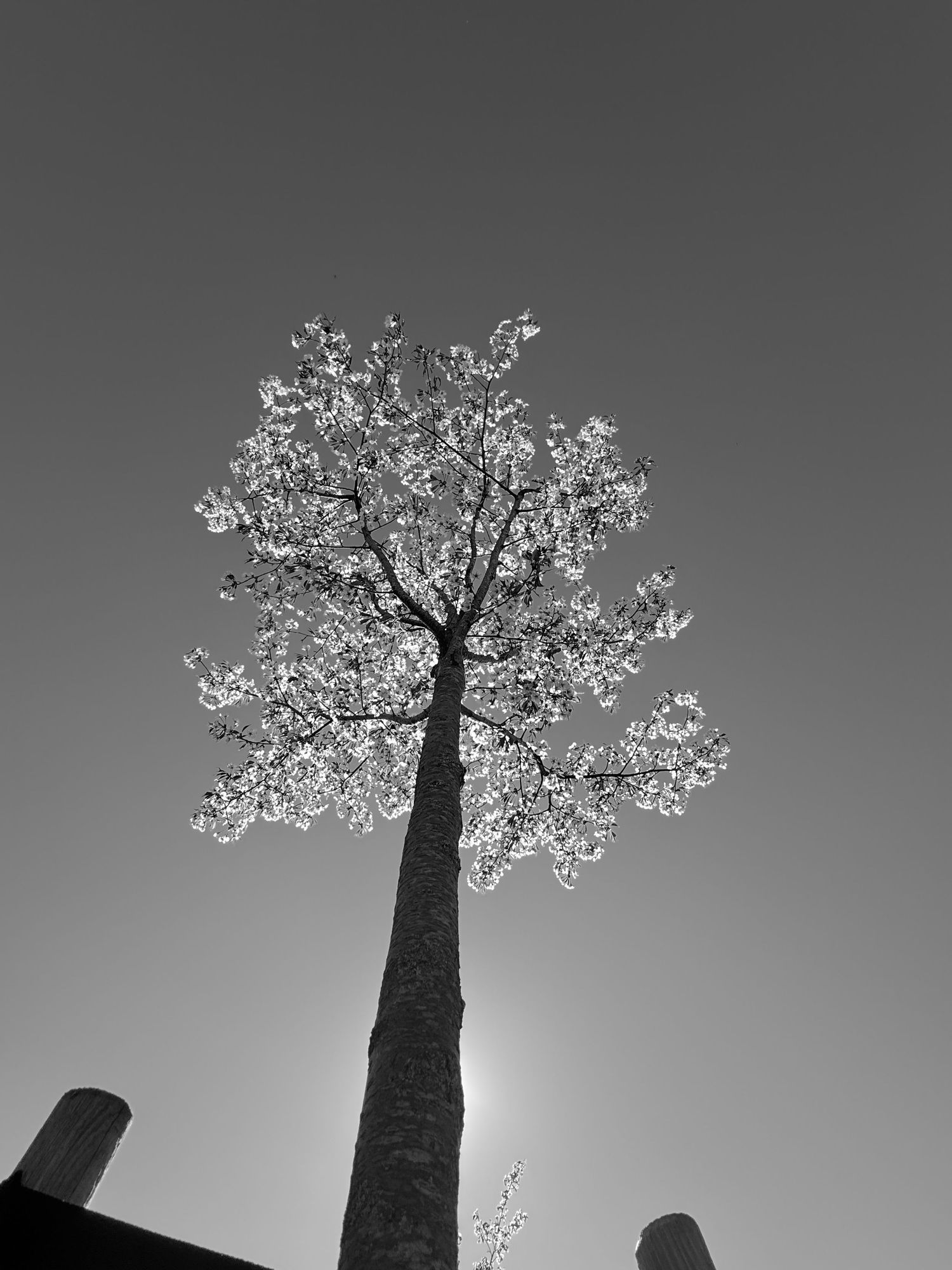 Black and white low-angle photo of a tall tree with blooming branches against a clear sky.