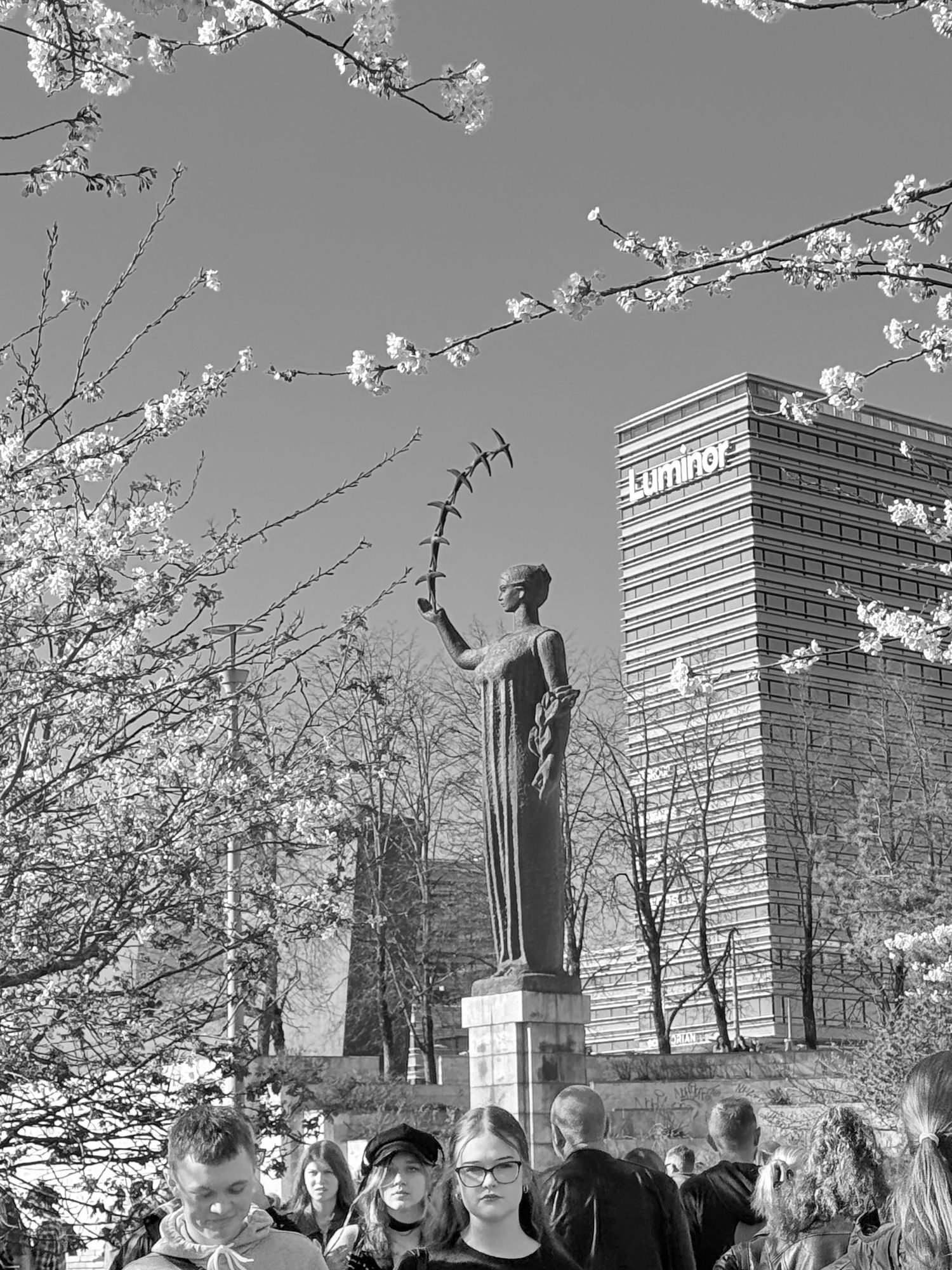 Black and white photo of a statue holding a branch, framed by blossoming trees with a crowd below.