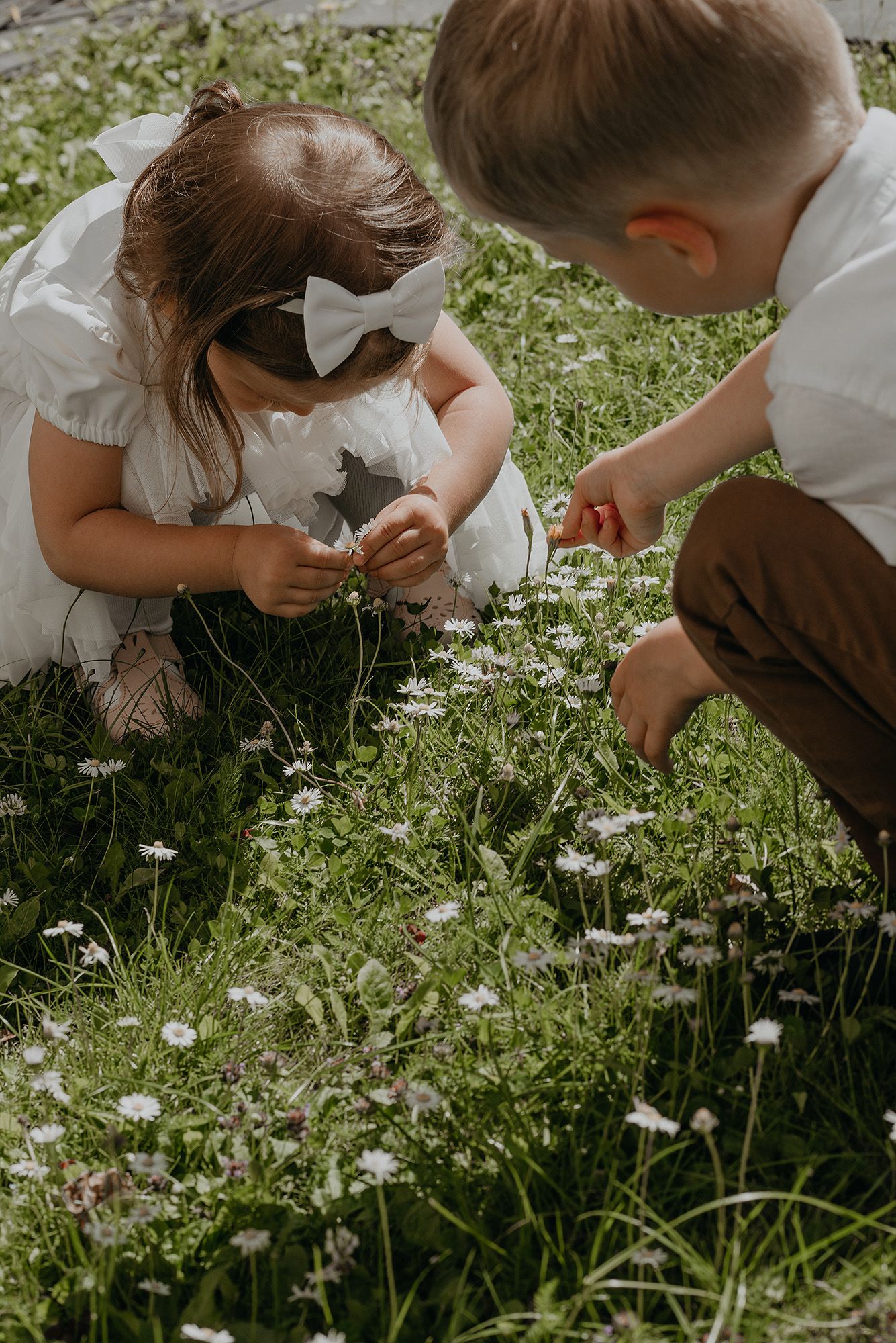 Children in casual clothing explore and examine small white daisies growing in a grassy meadow on a sunny day.