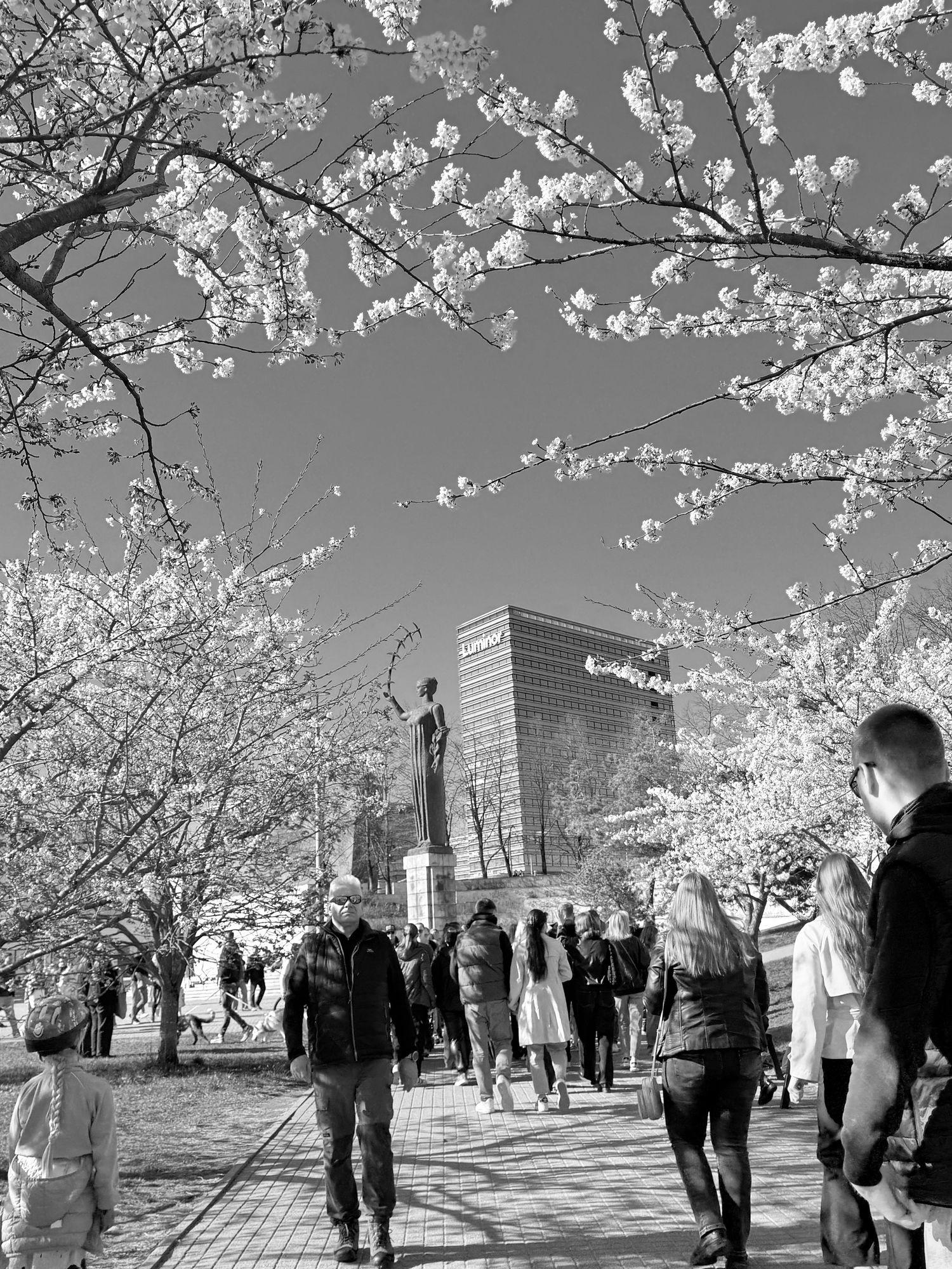 Black and white photo of people walking under blooming cherry blossom trees near a city statue.