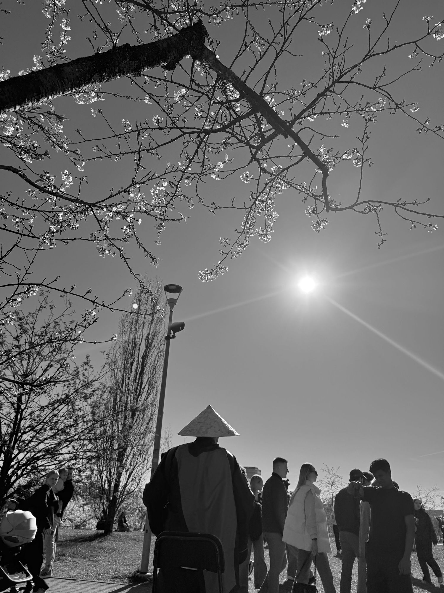 Black and white photo of people gathering under blooming cherry blossom trees with bright sun rays in a park.