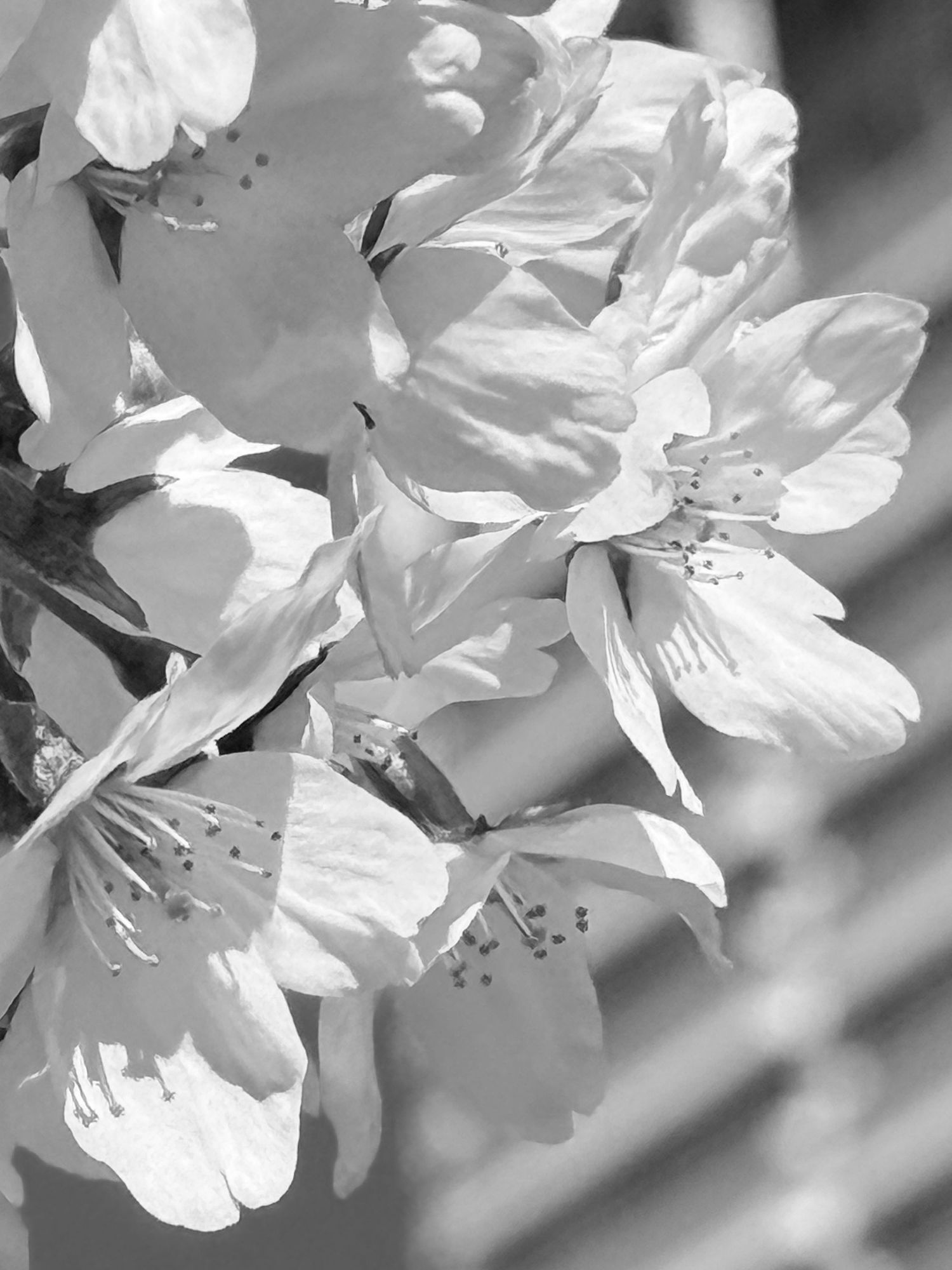 Black and white macro photo of delicate cherry blossom flowers in full bloom on a branch in spring.