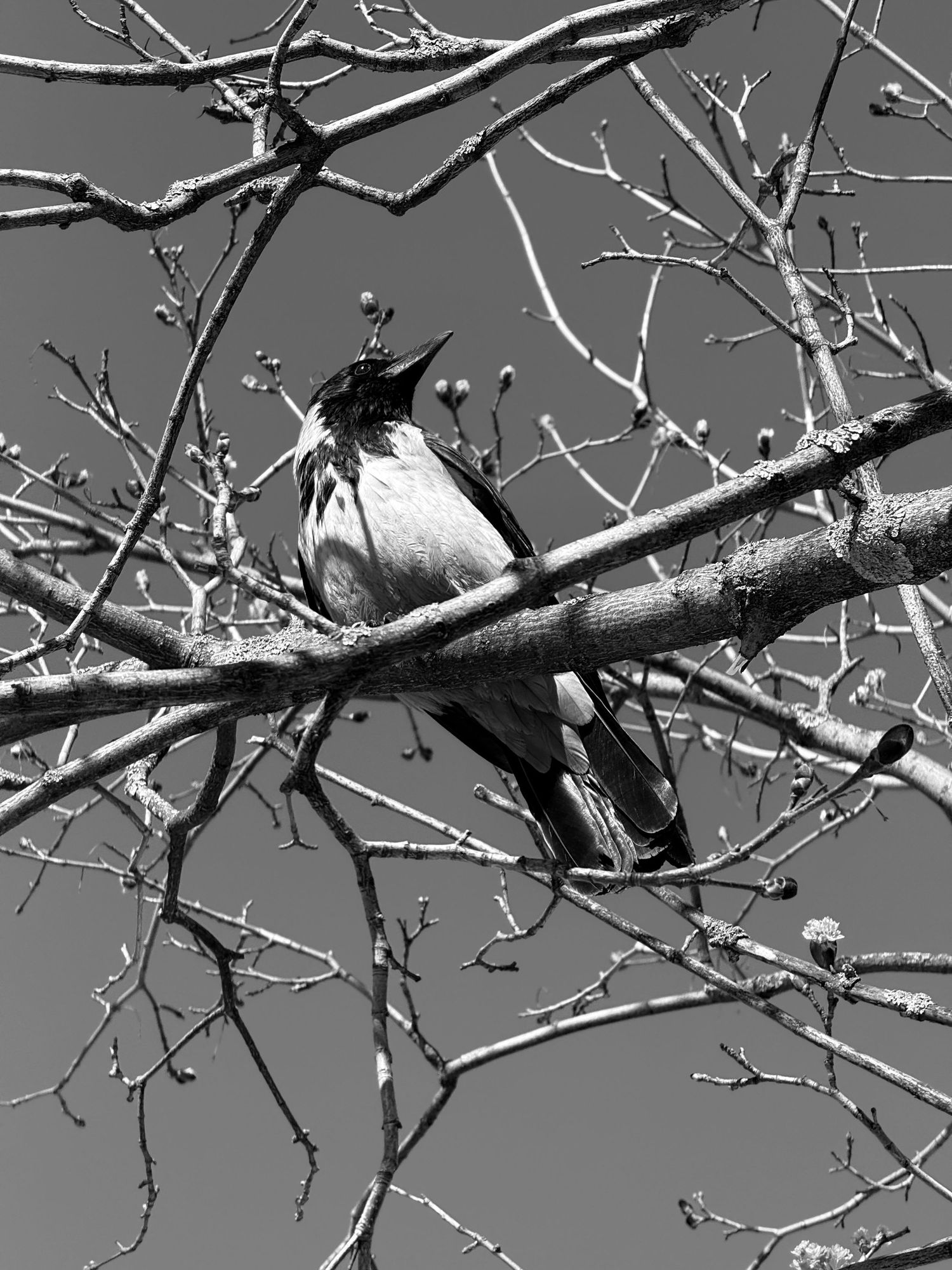 Black and white photo of a bird perched on a bare tree branch surrounded by budding twigs against a gray sky.