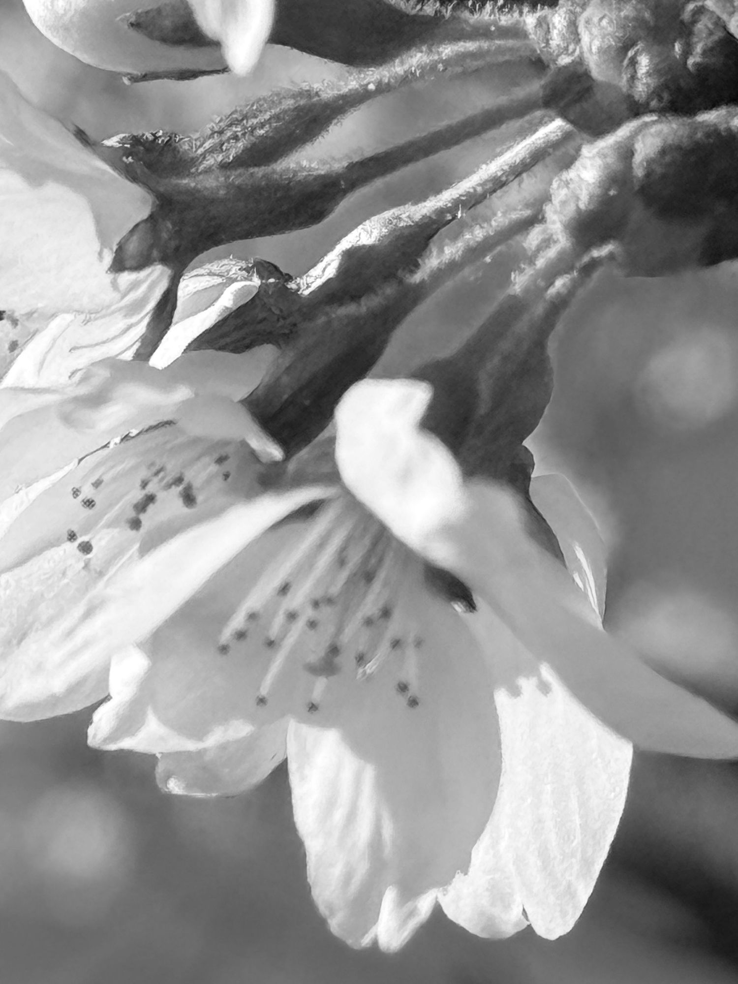 Black and white macro photo of delicate cherry blossom flowers with visible stamens in soft natural light.