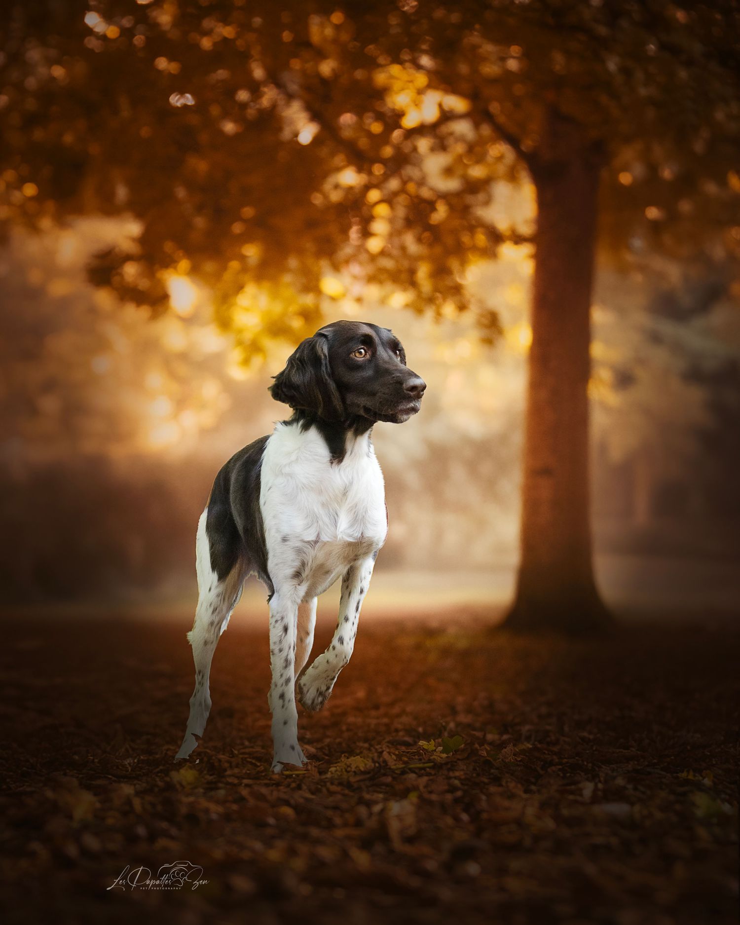 “Séance photo extérieure avec chien munster dans un belle foret– côte belge”