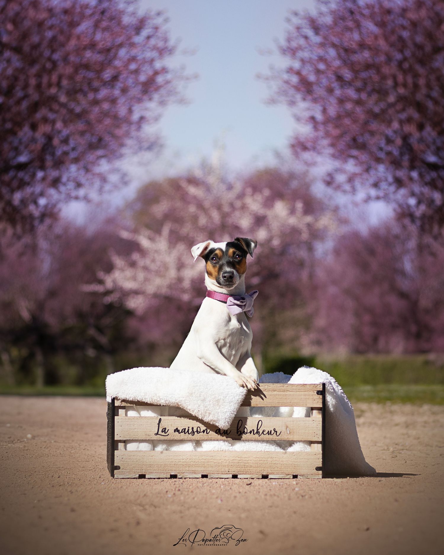 “Séance photo extérieure avec chien jack Russel  au milieu des fleurs de cerisiers– côte belge”