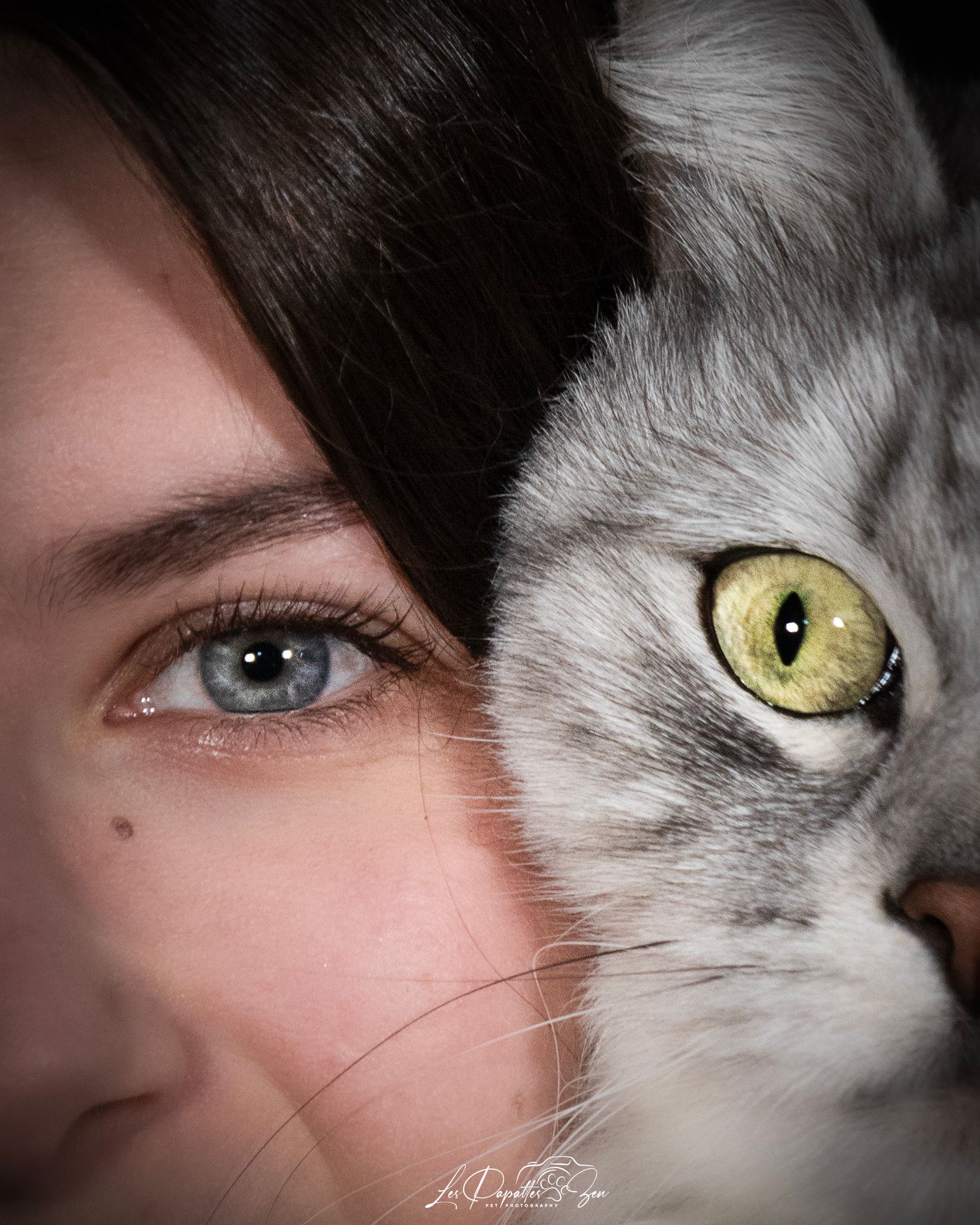 “Portrait de chat oeil contre oeil en studio – photographe animalier Belgique”