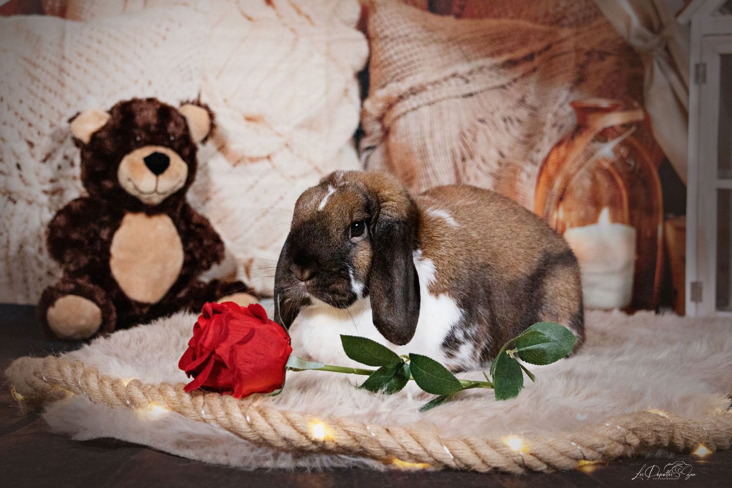 “Portrait de lapin en studio avec un beau décor– photographe animalier Belgique”