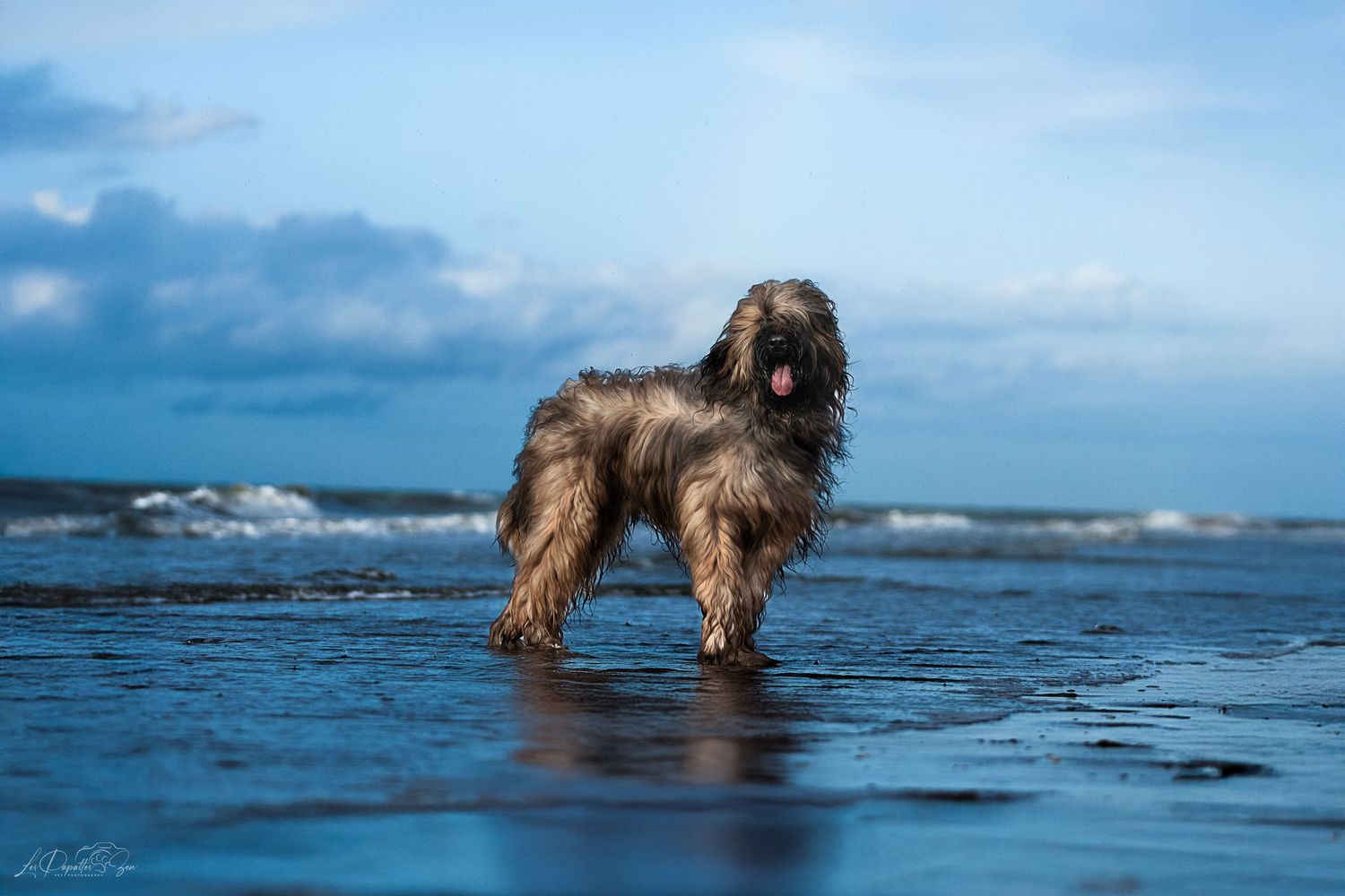 “Séance photo extérieure avec chien briard– côte belge”